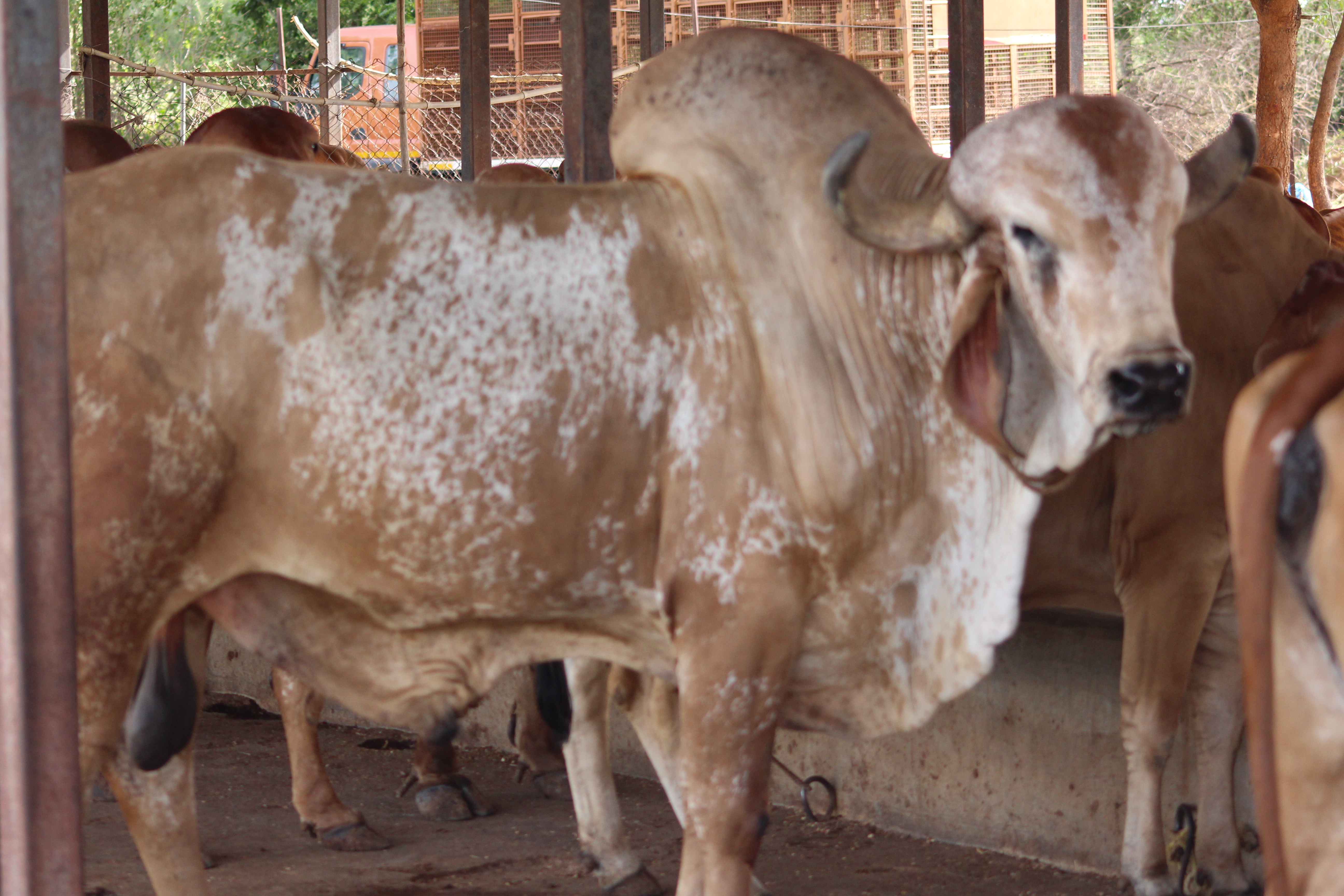 Raghav Gir bull at