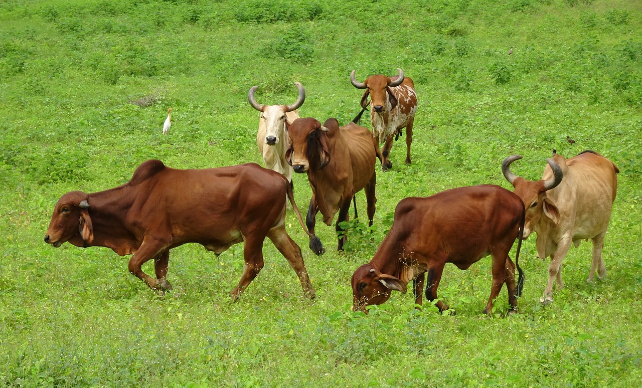 Free Zebu & Gujarat Image