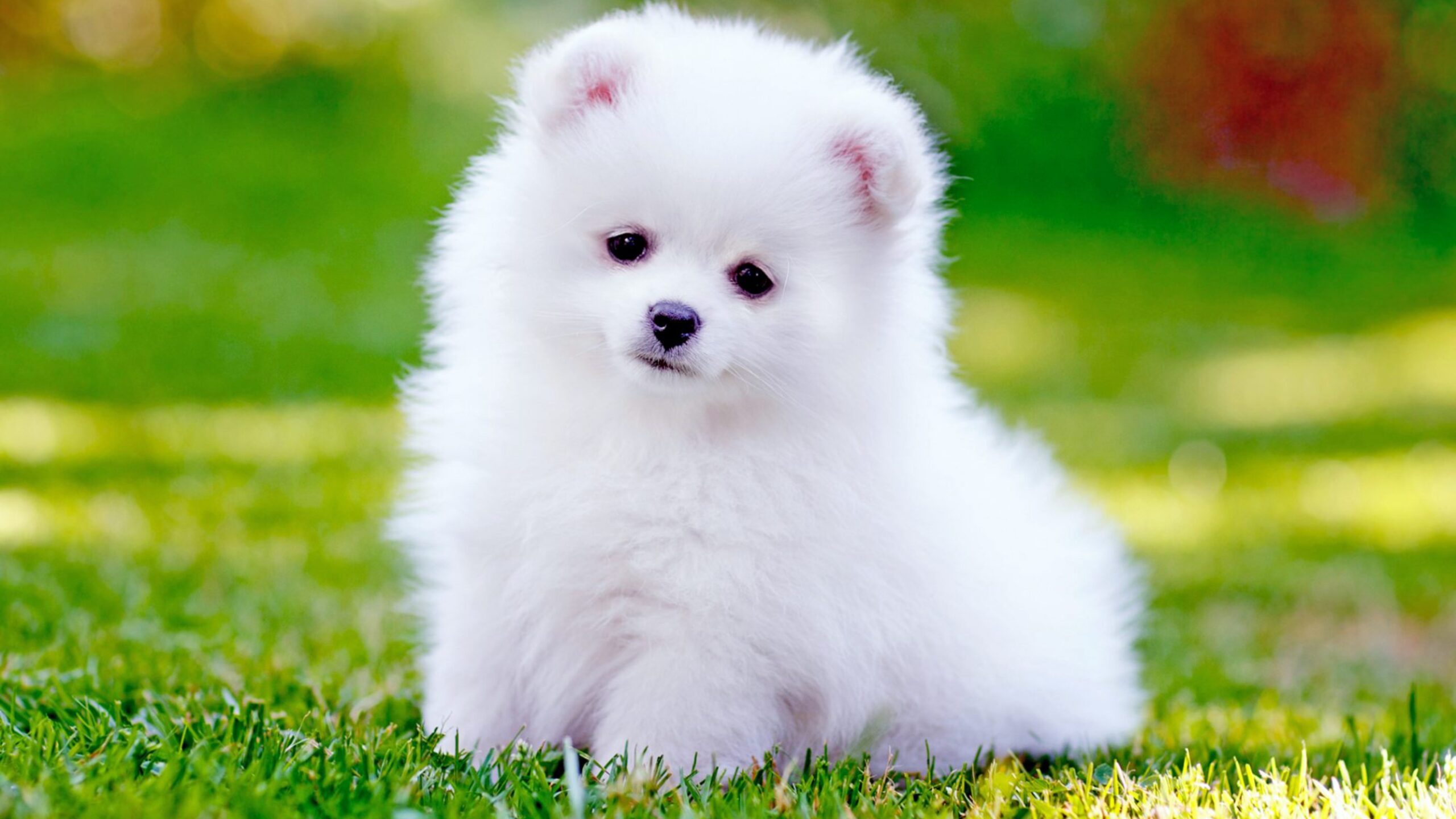 Pomeranian Dog Wallpaper
