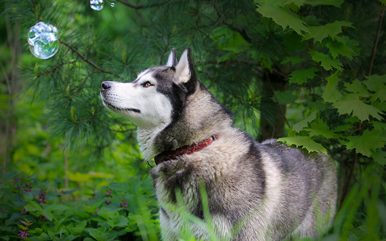 Desktop Wallpaper Husky dog animal