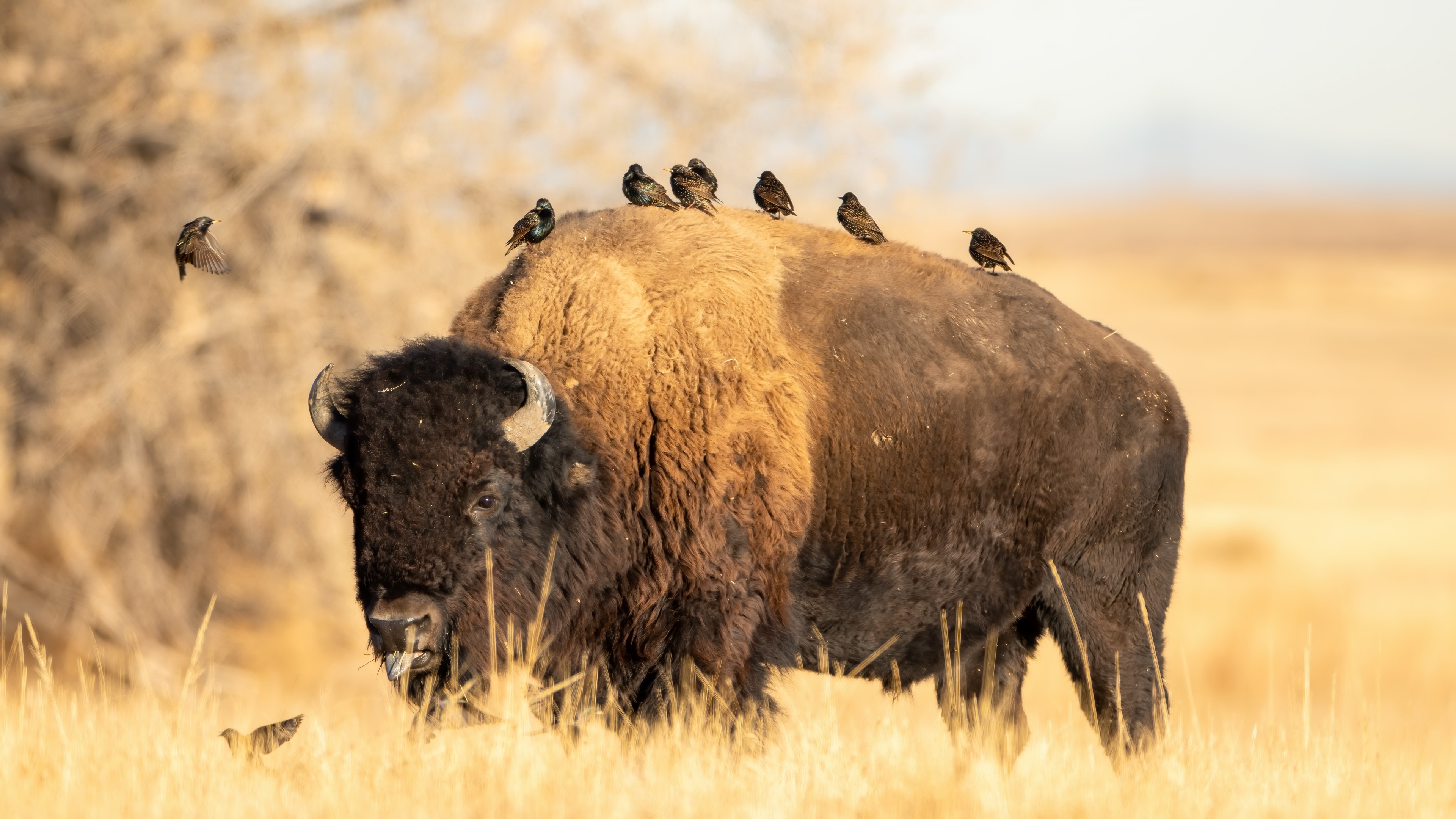 Animal American Bison 4k Ultra HD Wallpaper