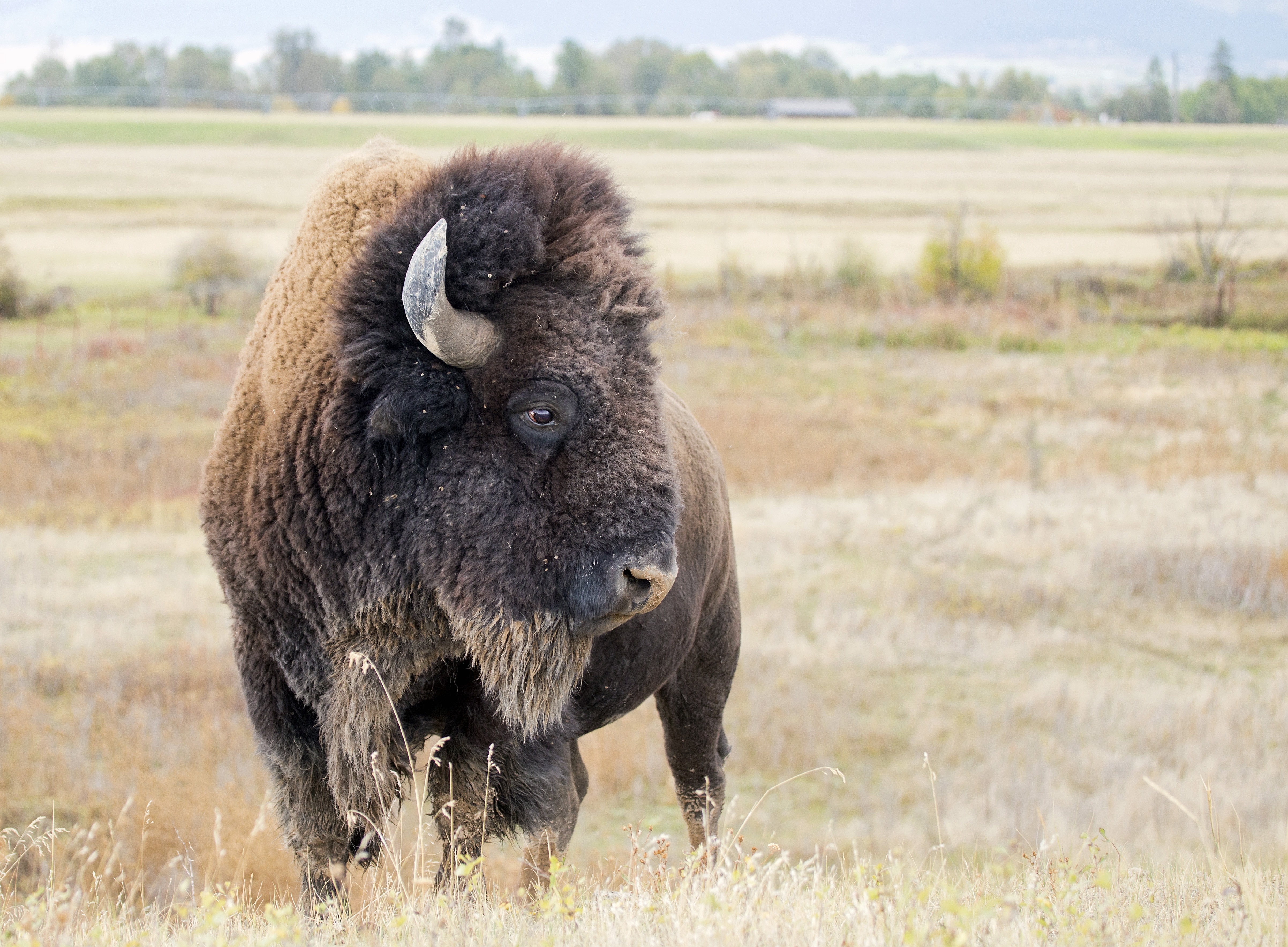 Animal American Bison 4k Ultra HD Wallpaper