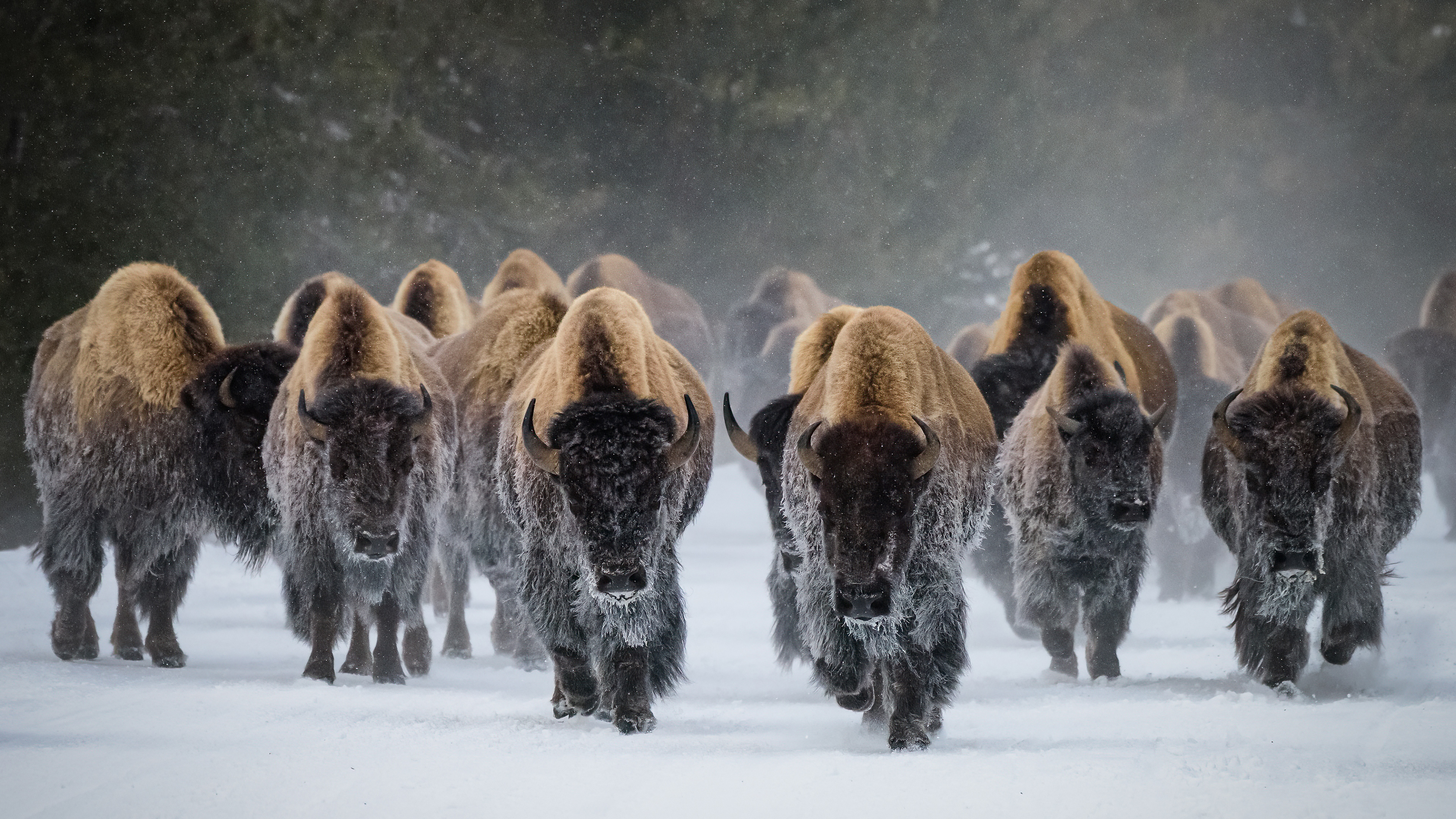 American Bison Wallpaper