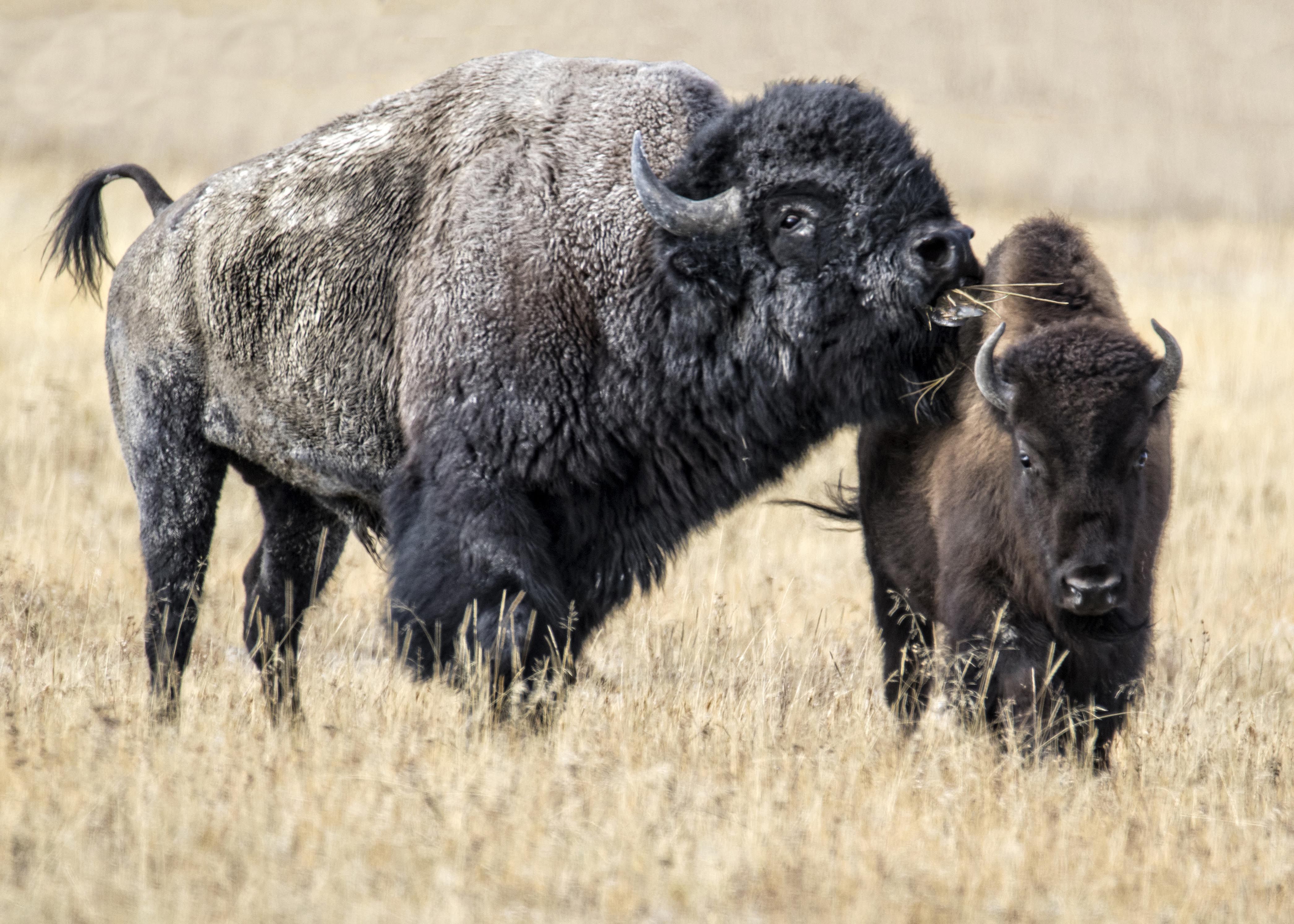 Animal American Bison 4k Ultra HD Wallpaper