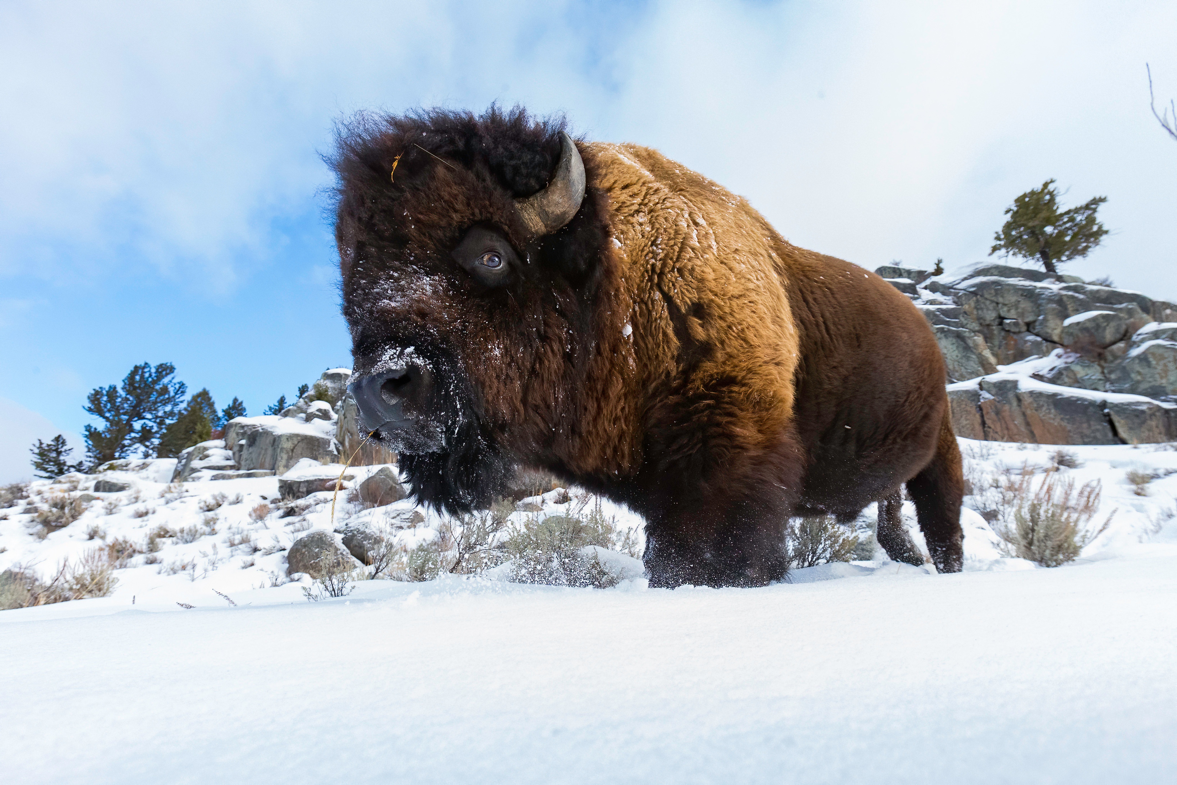 Winter, Snow, Animal, American Bison