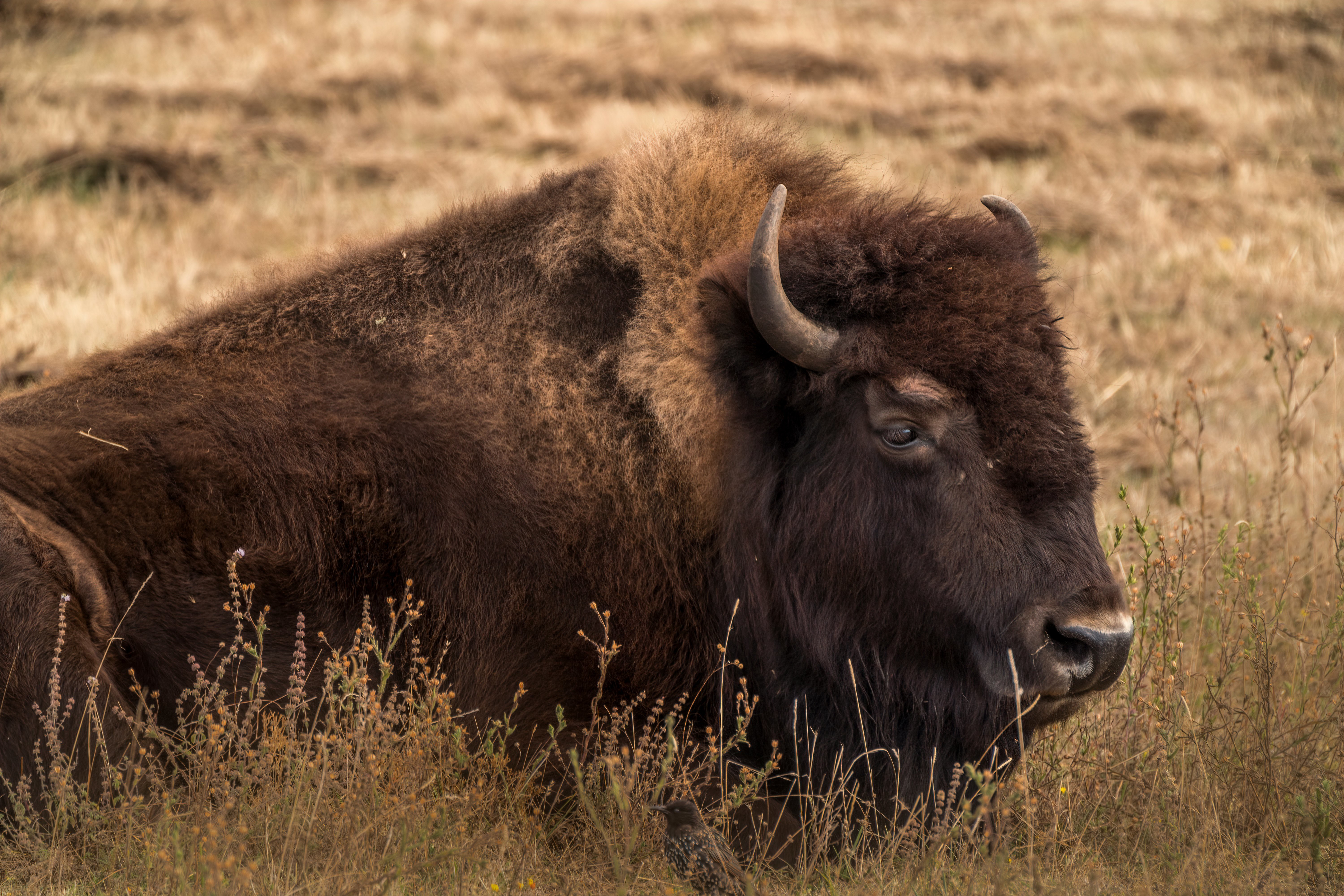 Animal American Bison 4k Ultra HD Wallpaper
