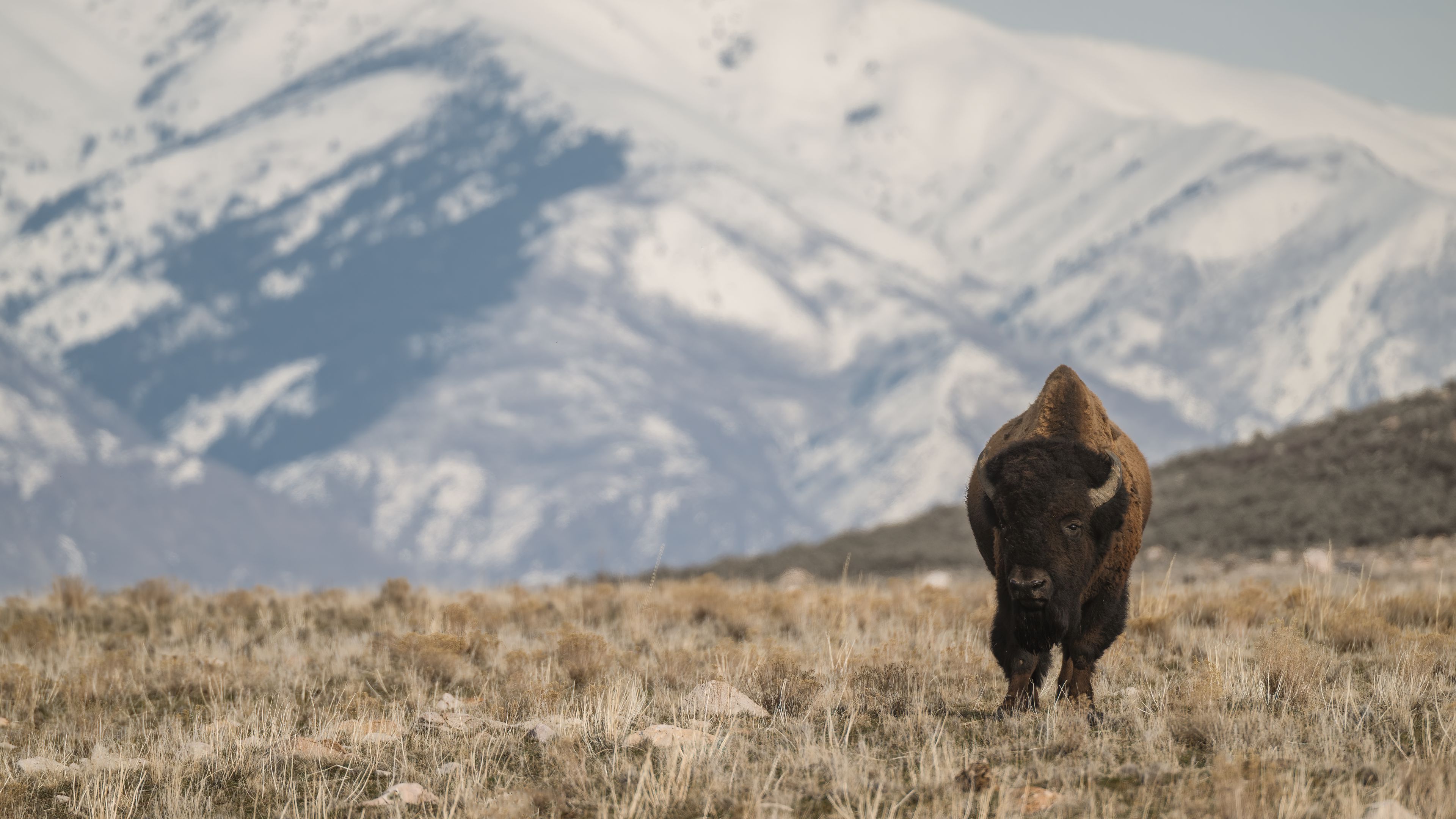 Download wallpaper 3840x2160 bison