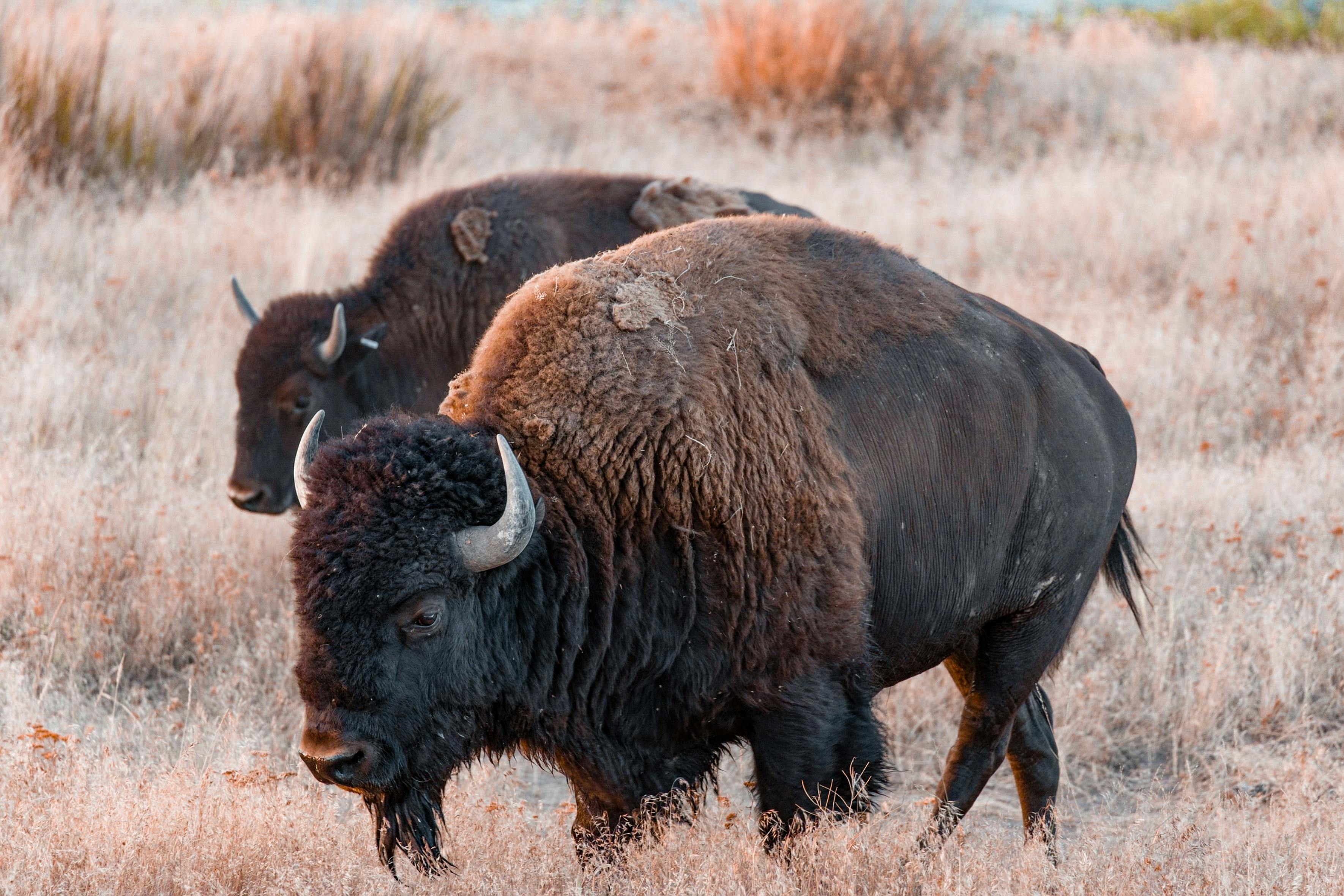 Bison Photo, Download The BEST Free