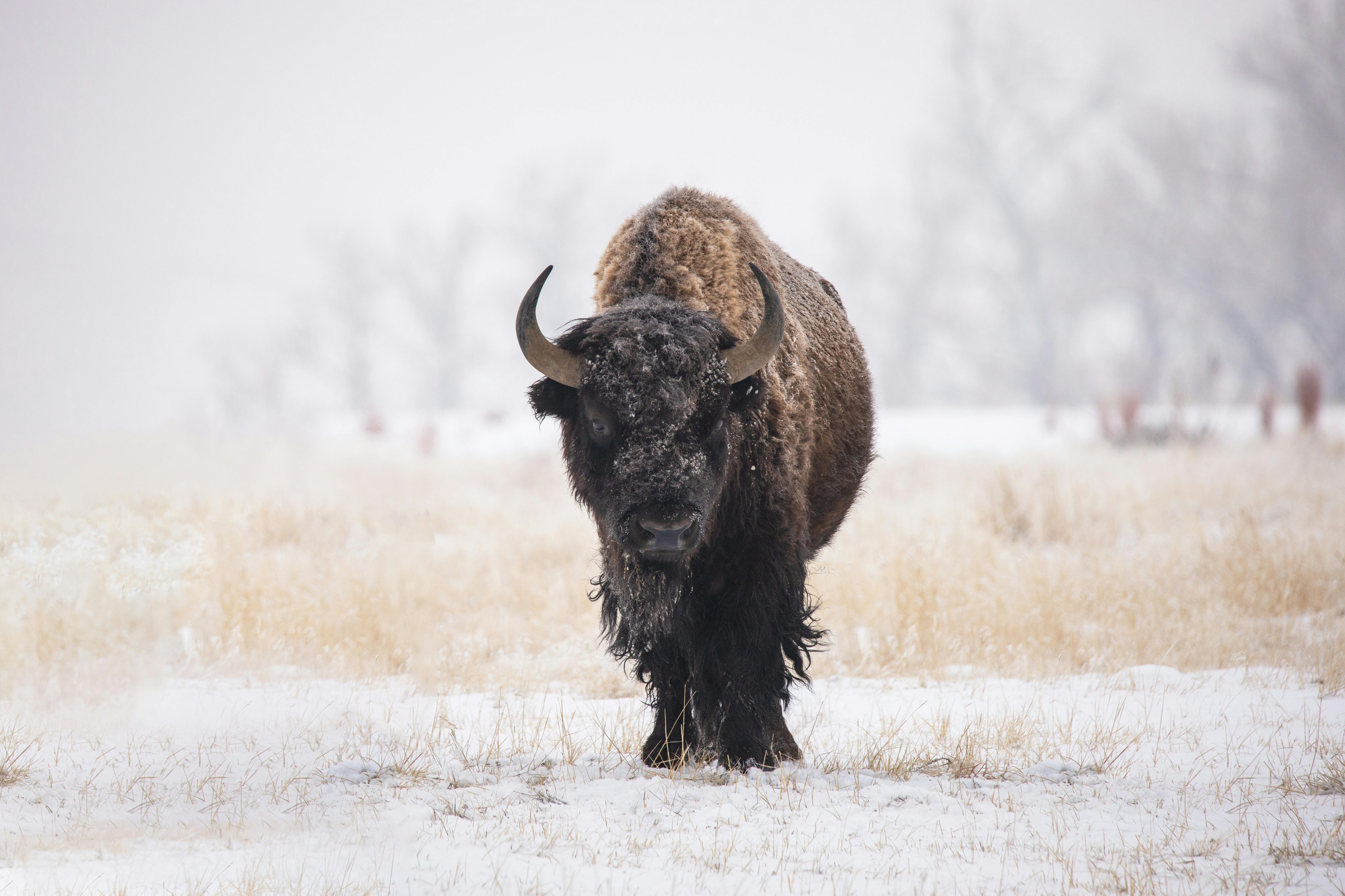 A Bison at a Field during Winter · Free