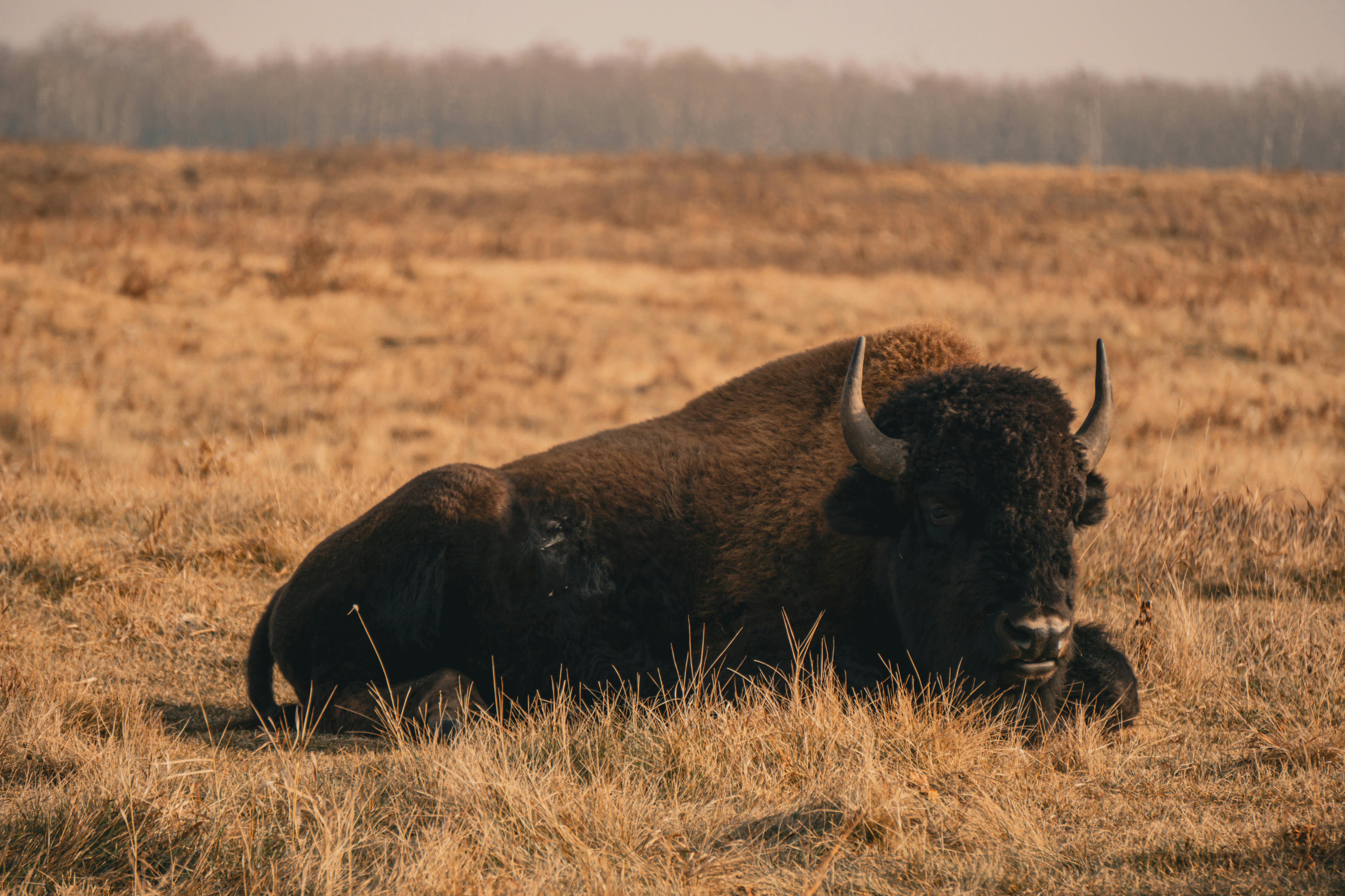 Bison Lying in a Glade · Free
