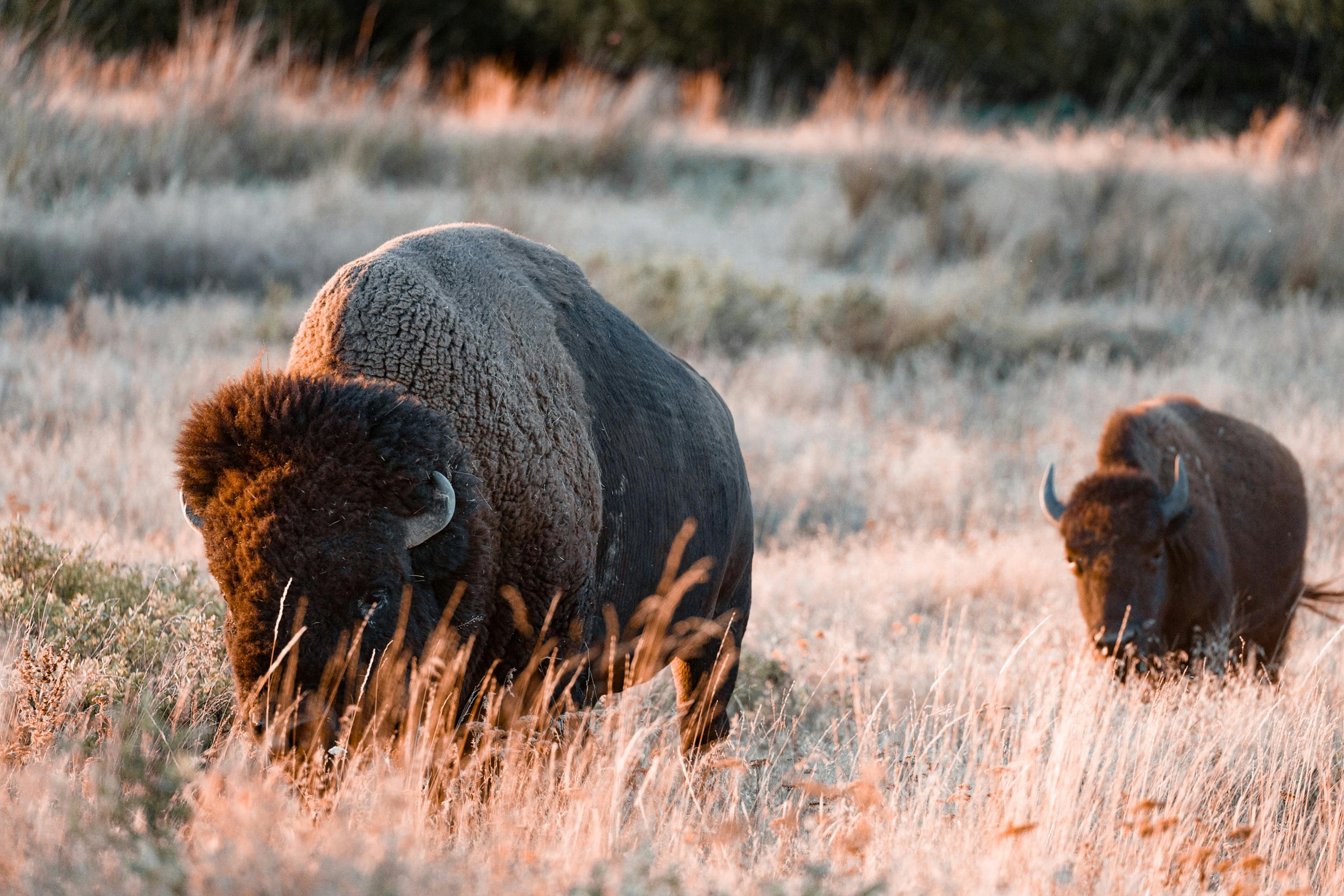 Bison Photo, Download The BEST Free