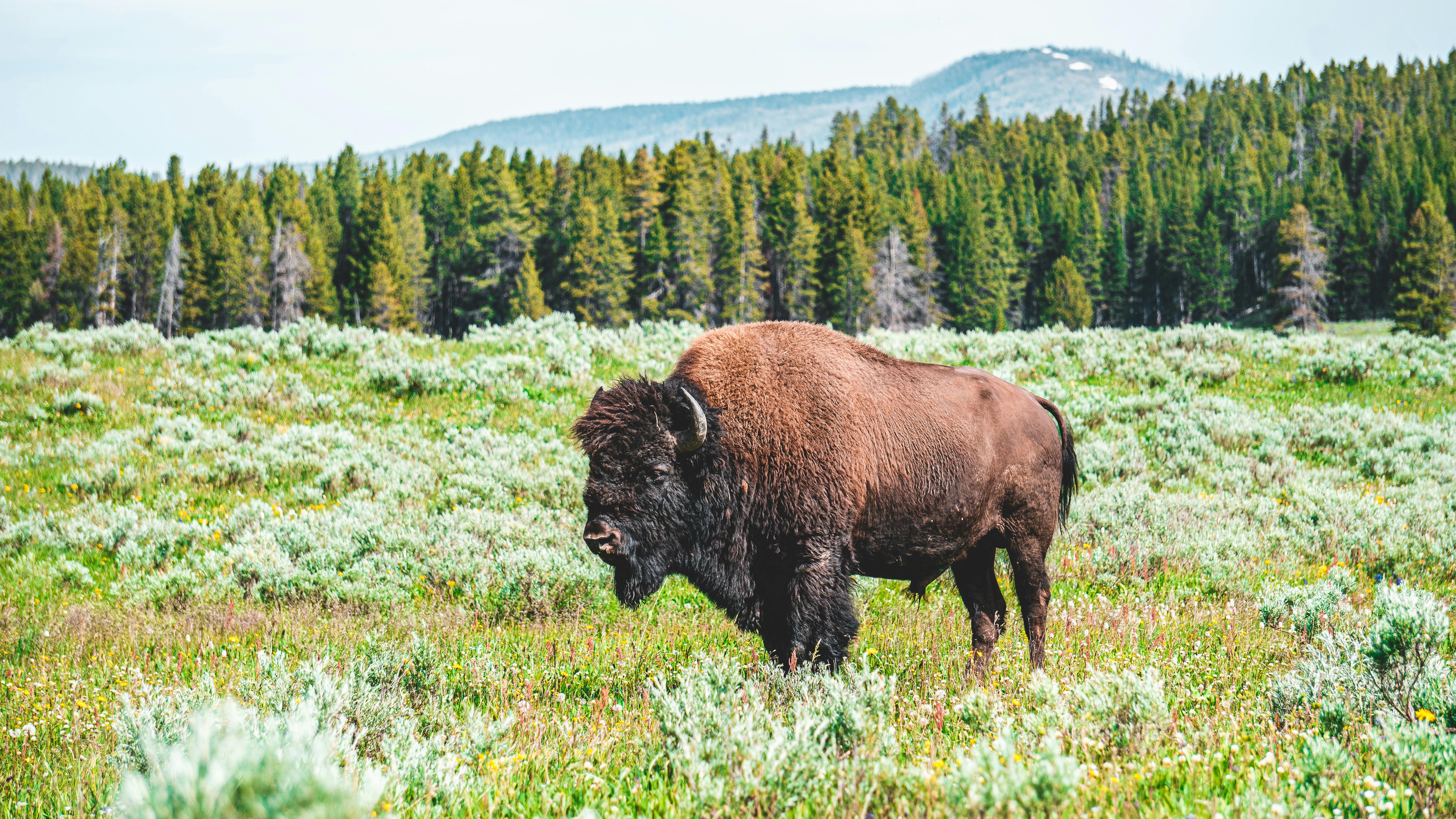 Bison Photo, Download The BEST Free