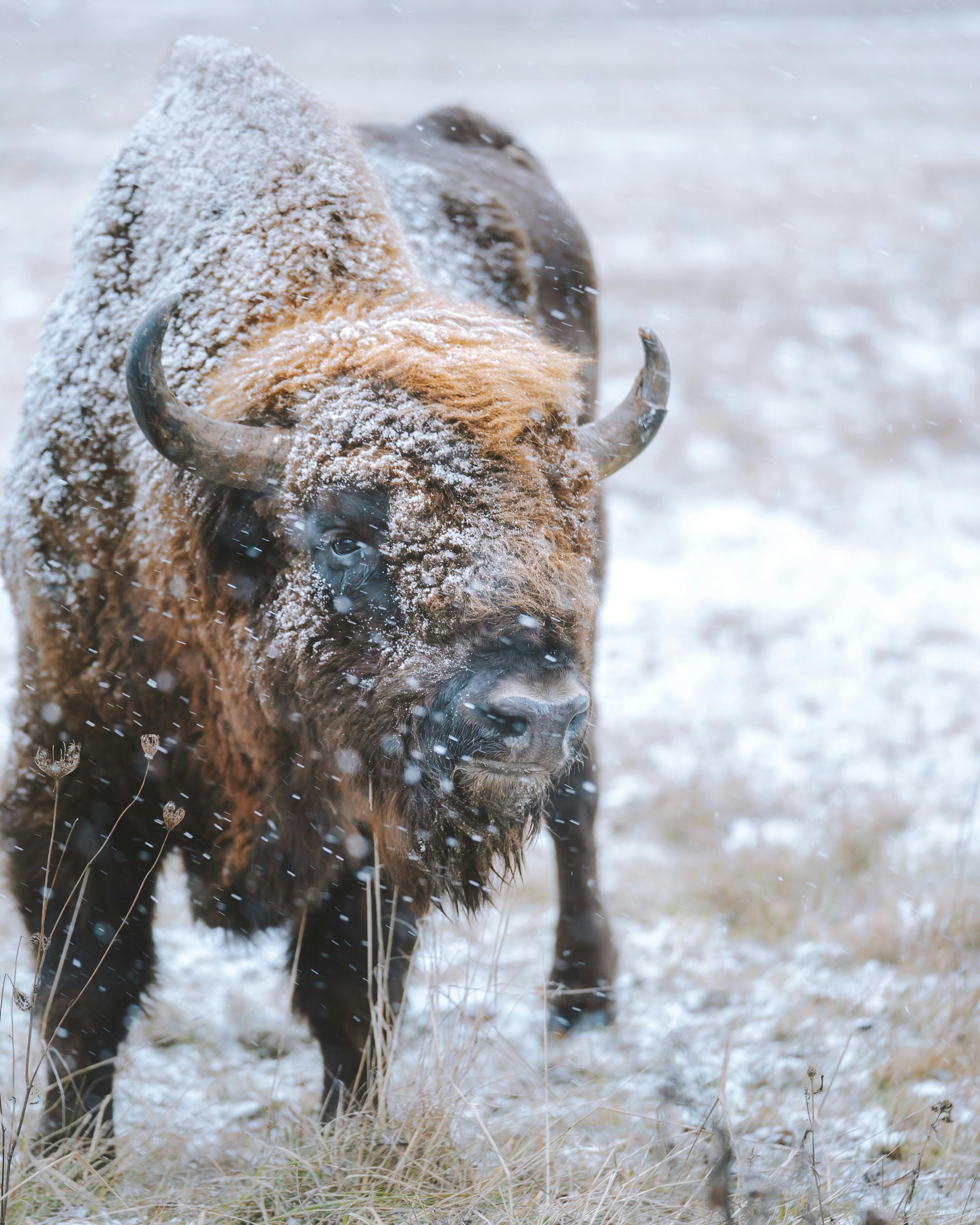 Bison Photo, Download The BEST Free