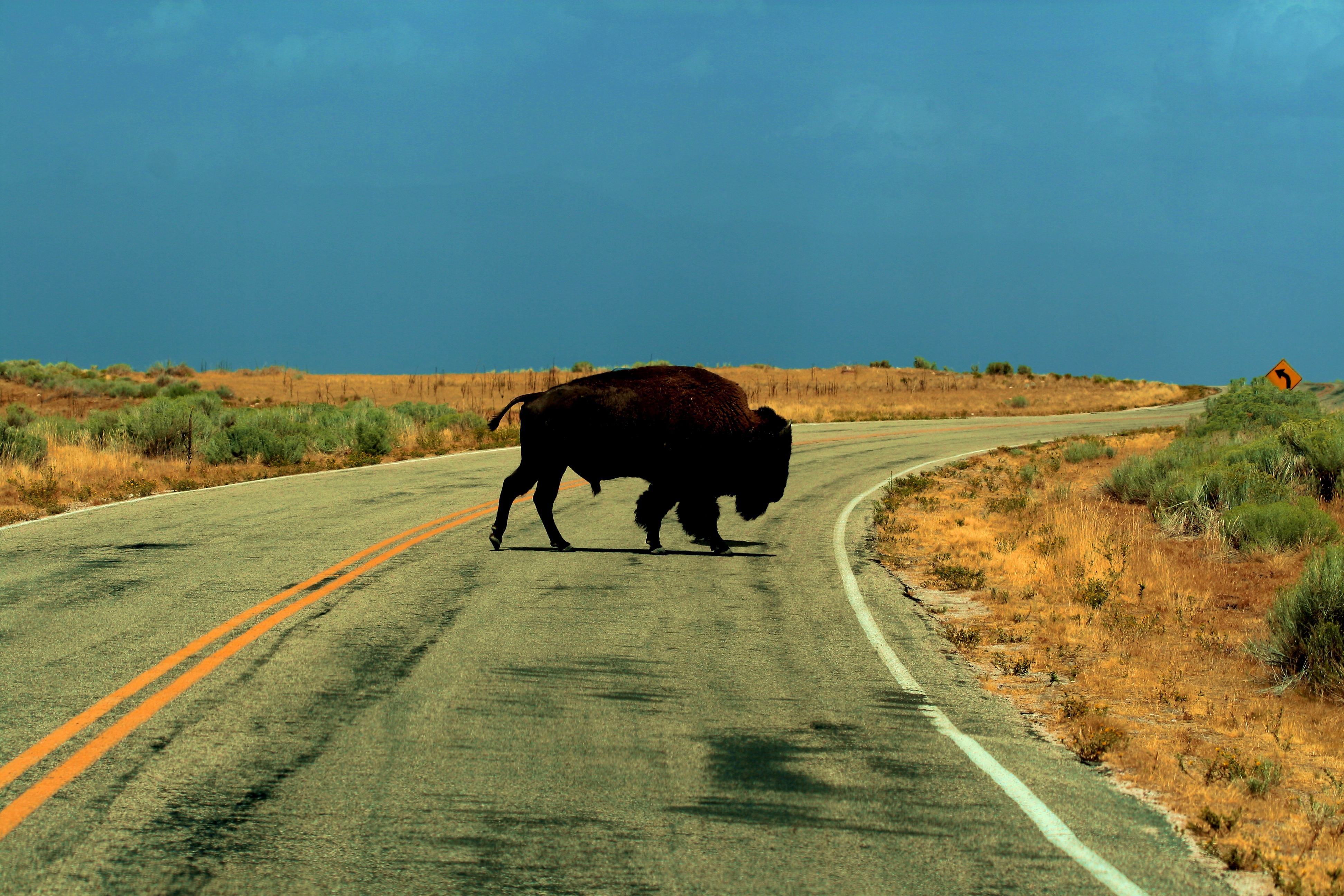 Animal American Bison 4k Ultra HD Wallpaper