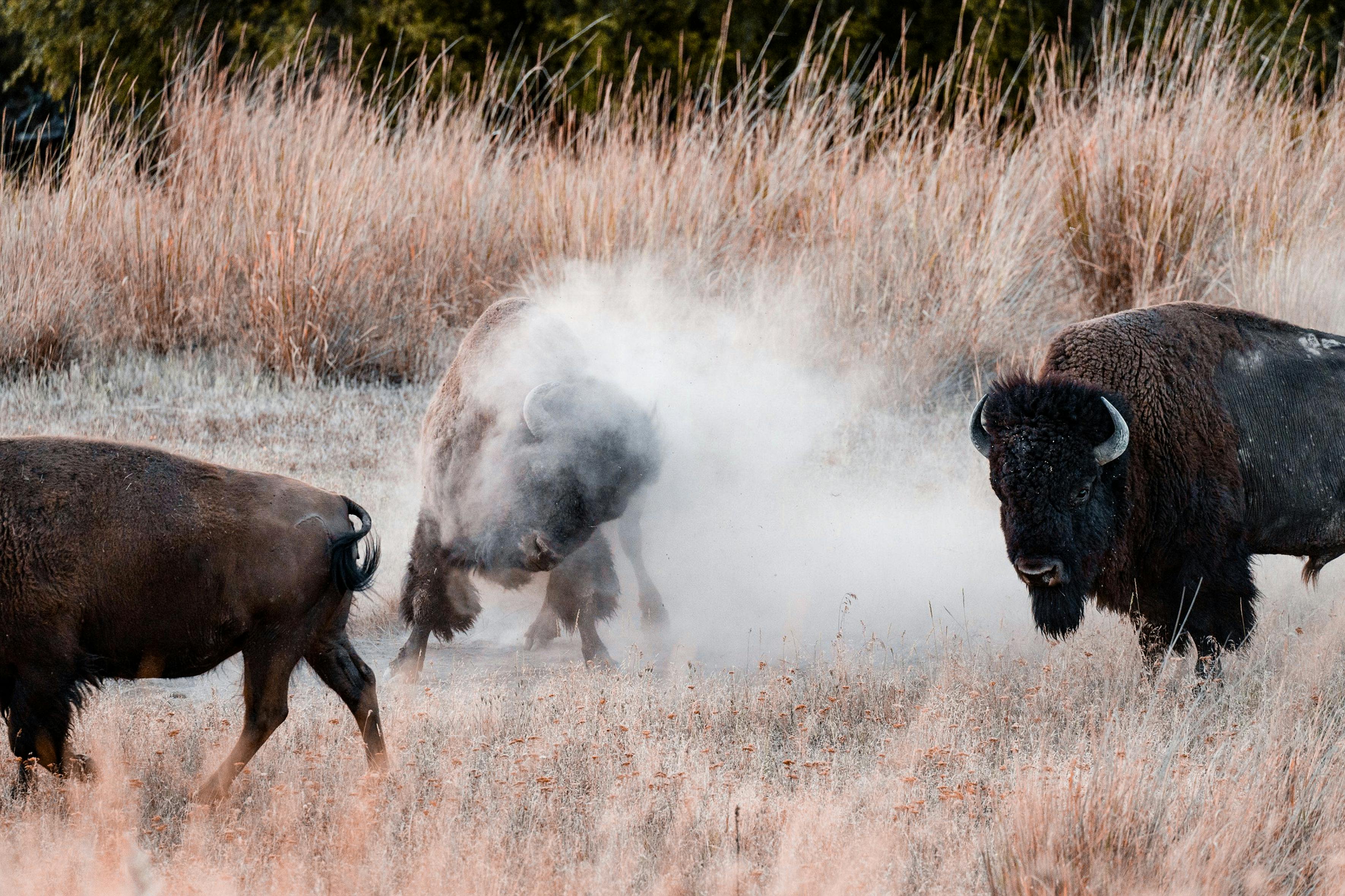 Bison Photo, Download The BEST Free