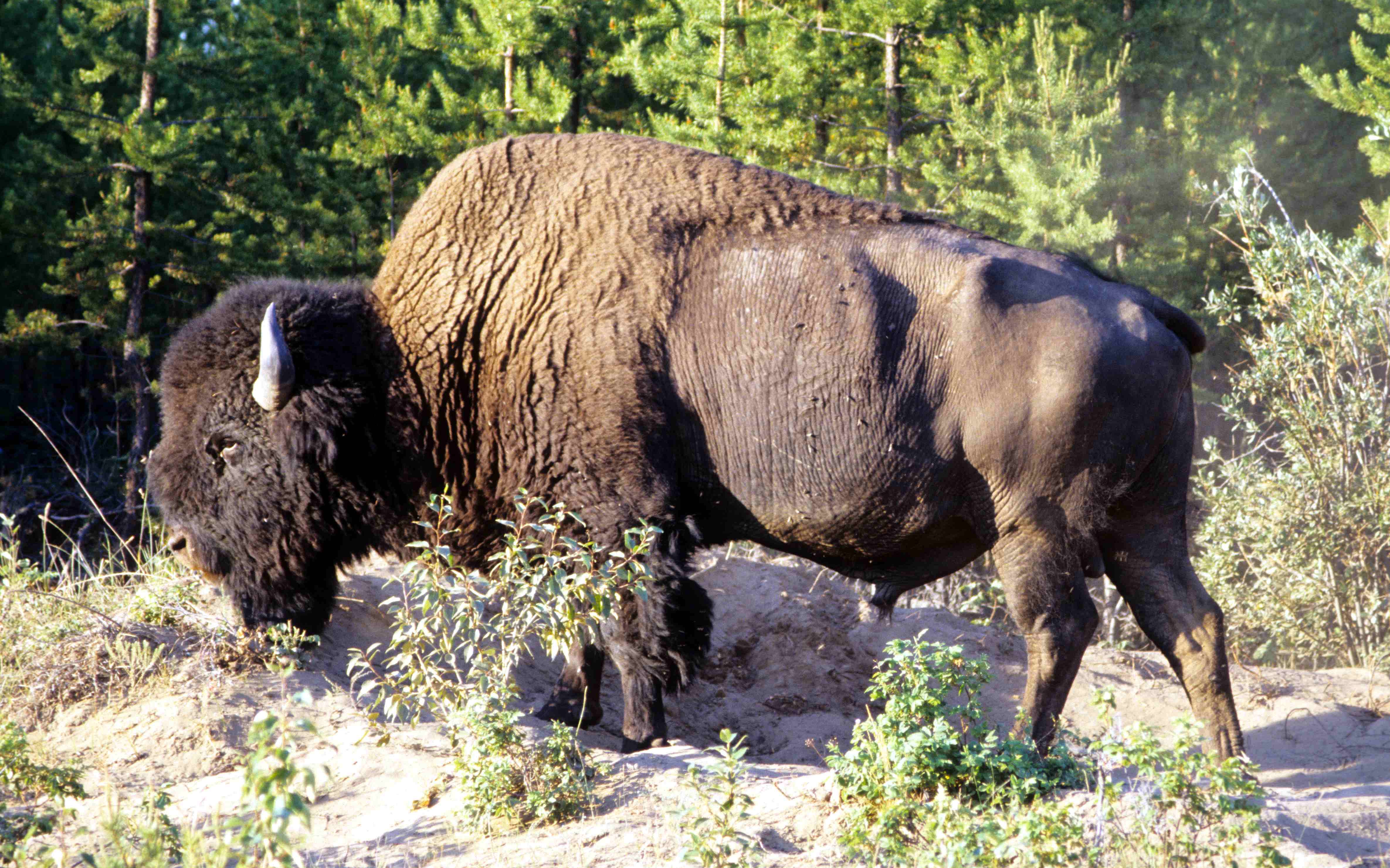 Animal American Bison 4k Ultra HD Wallpaper