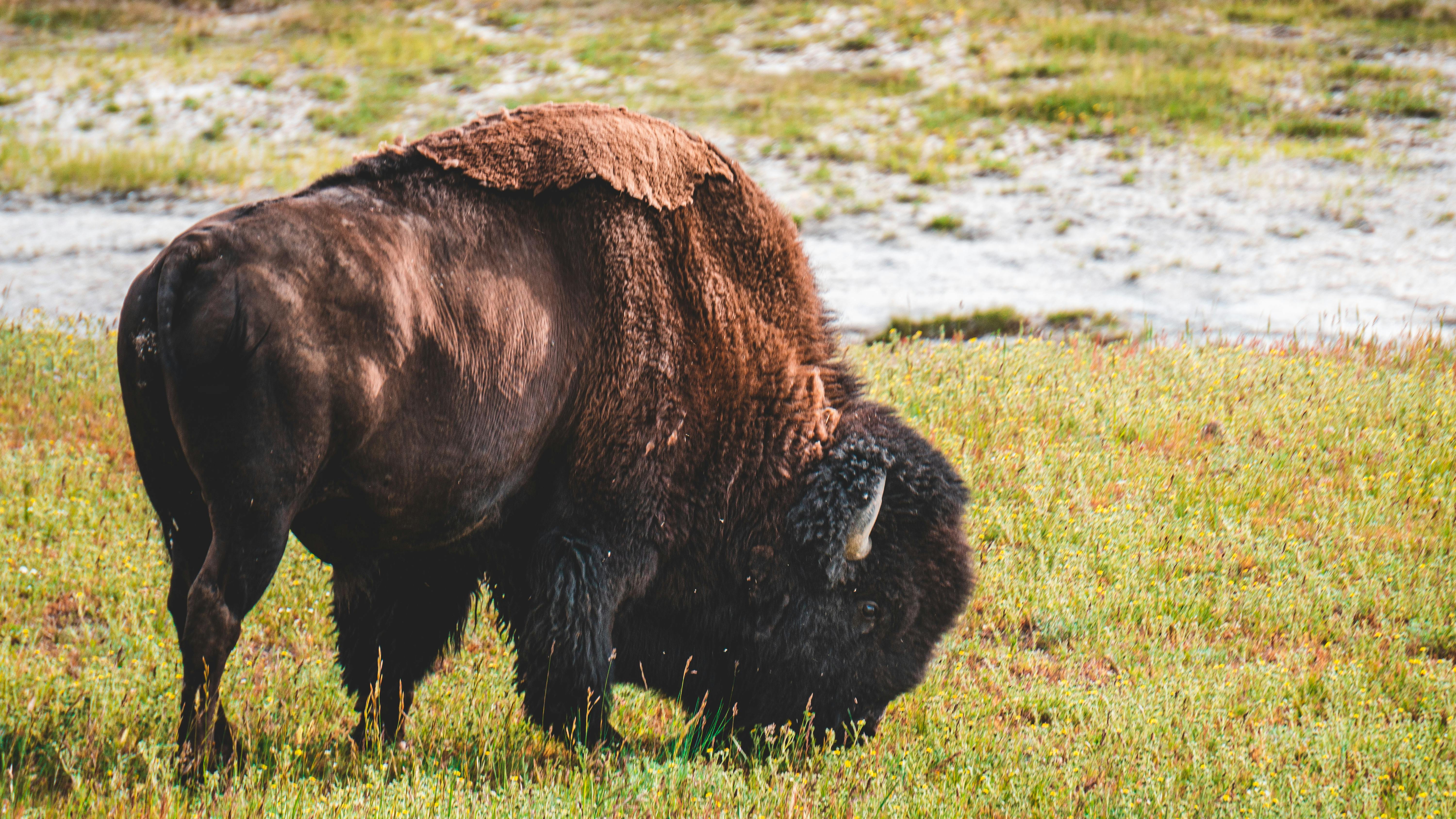 Bison Photo, Download The BEST Free