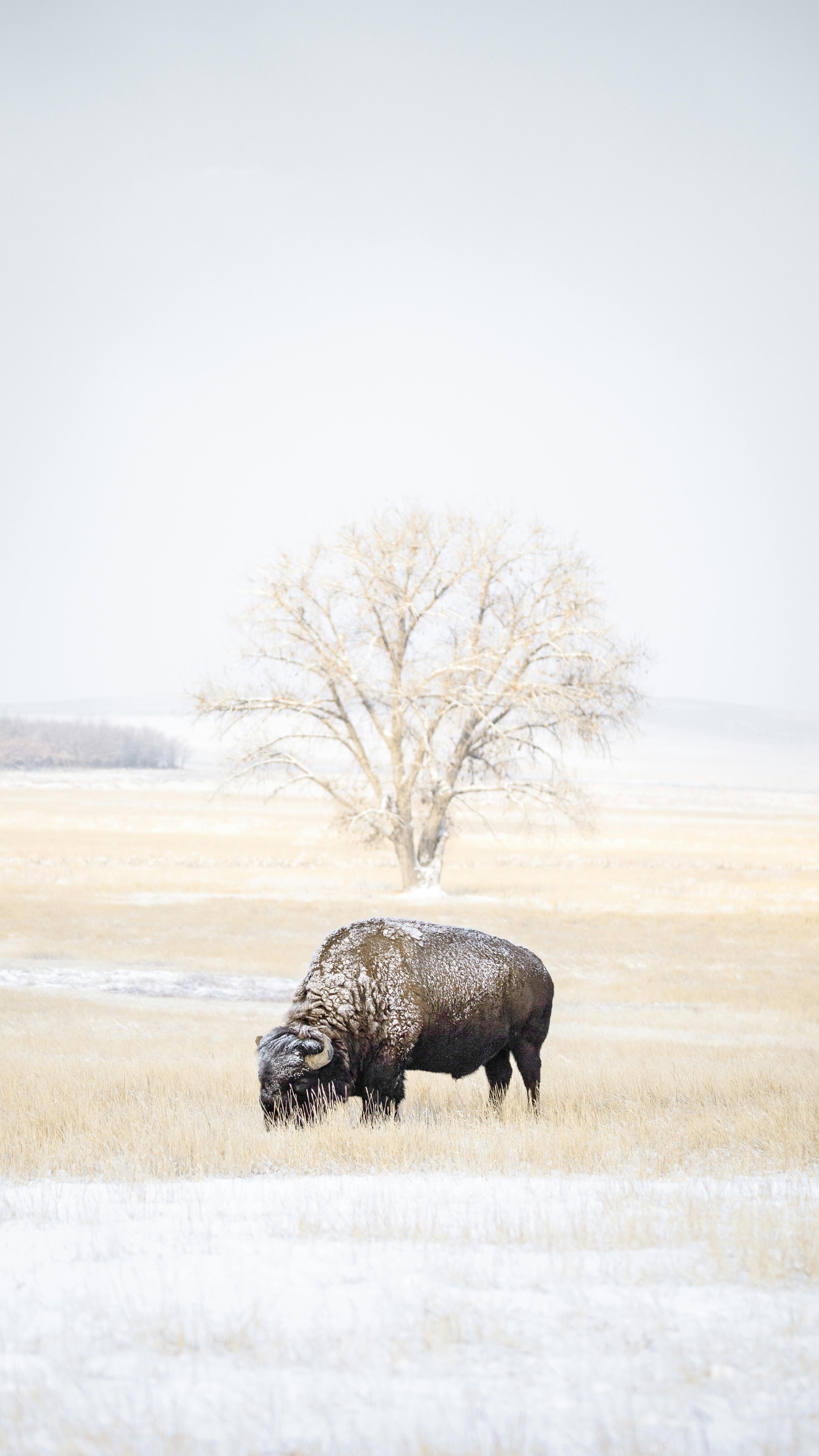 American Bison Photo, Download