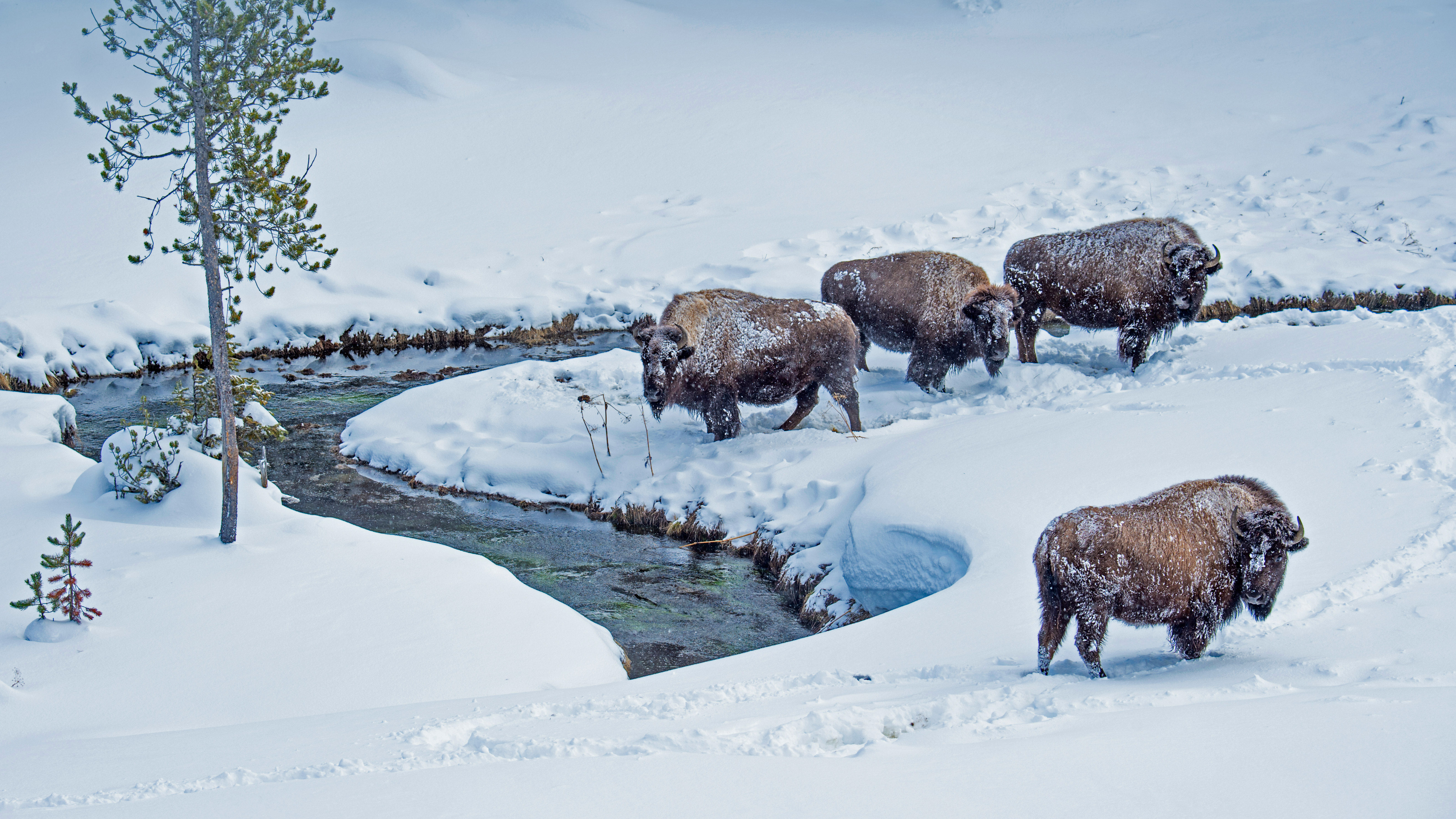 American bison in Yellowstone National