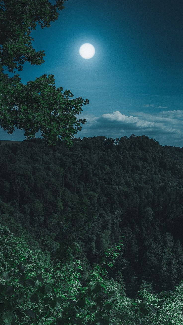 Dark Night Forest View 5k In 1080x1920