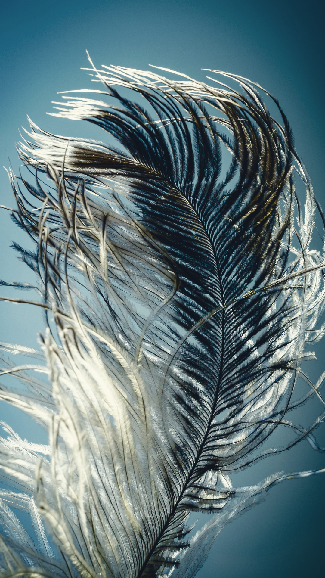 Feather Light iPhone Background