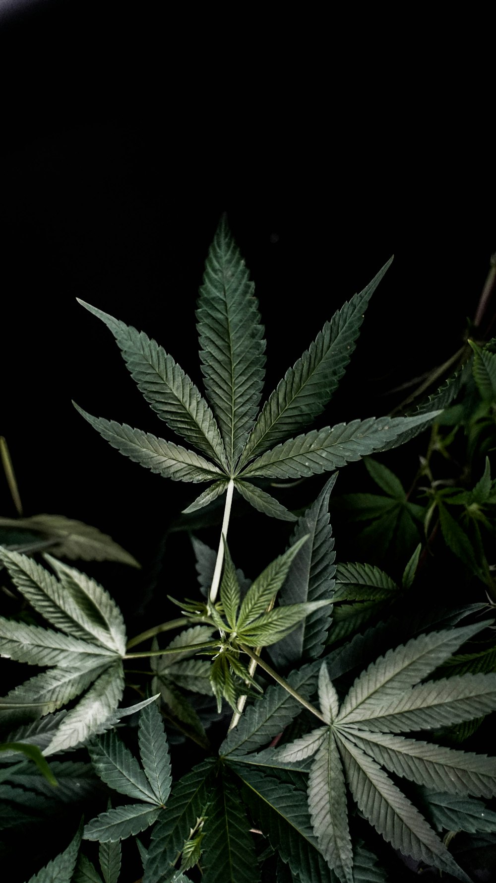 Weed Leaf Picture. Download Free