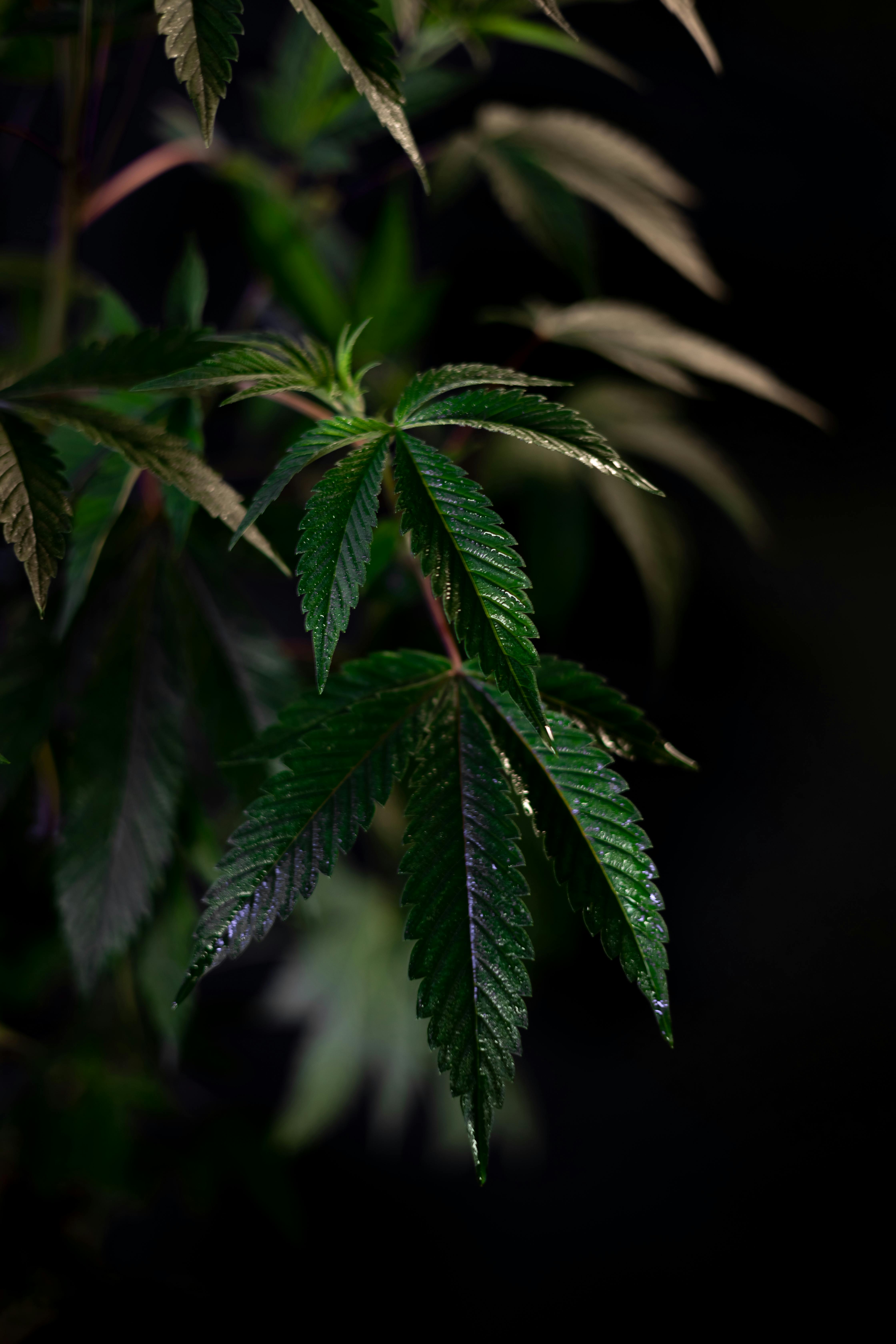 Photo of Marijuana on Dark Background
