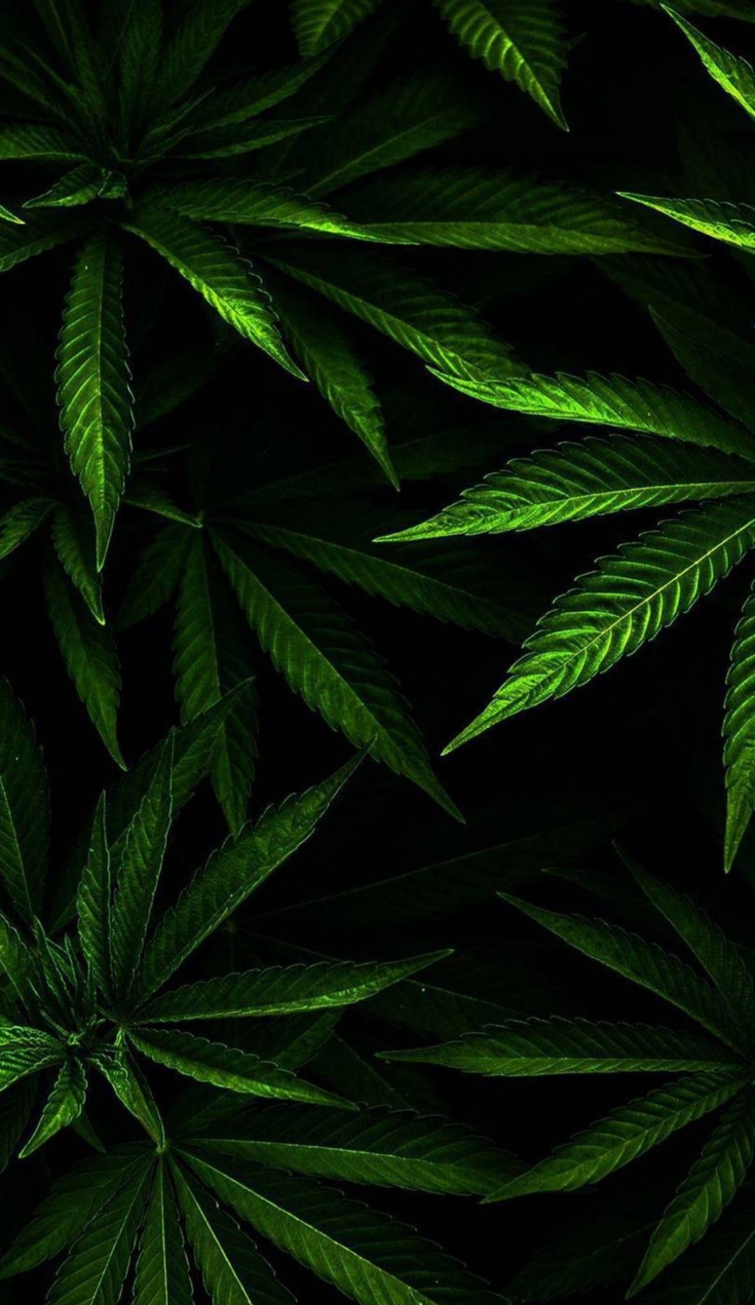 Cannabis Wallpaper