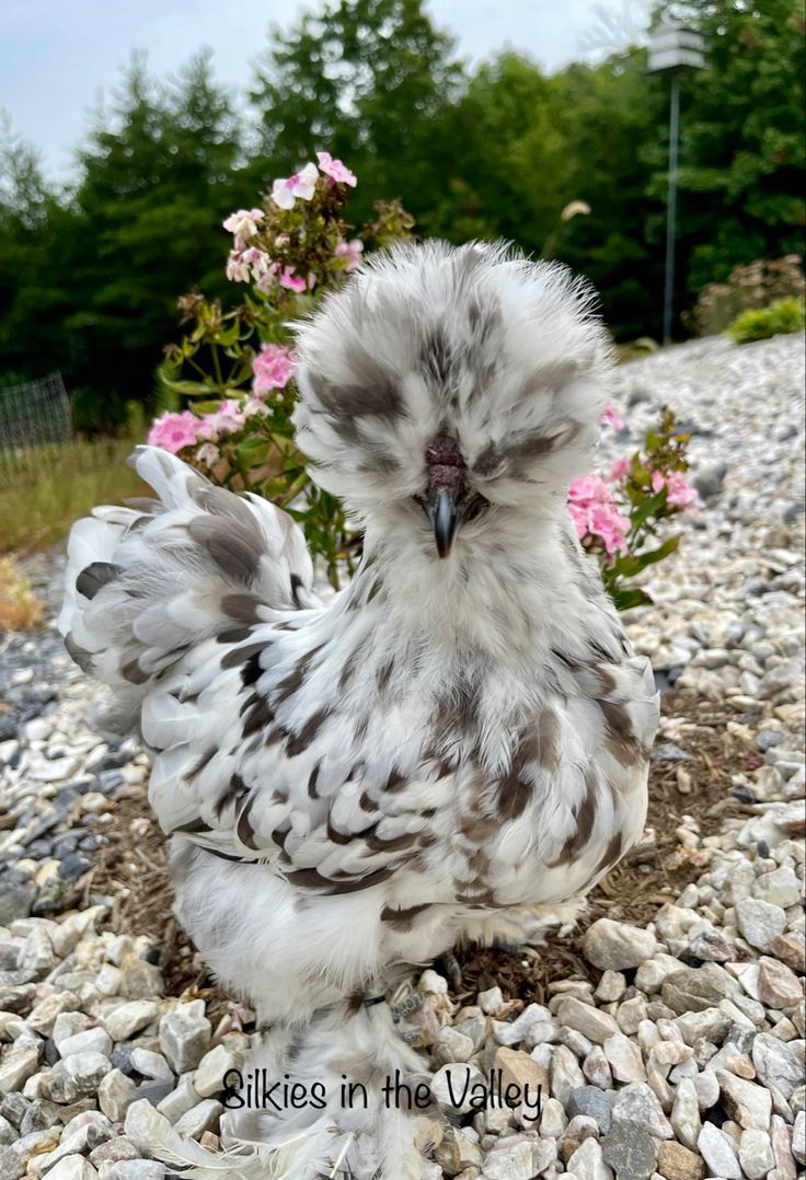 Silkies. Fancy chickens, Backyard