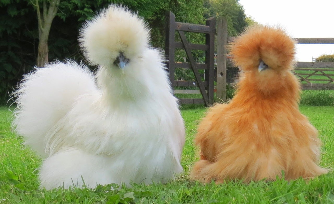 Silkie Chicken High Definition