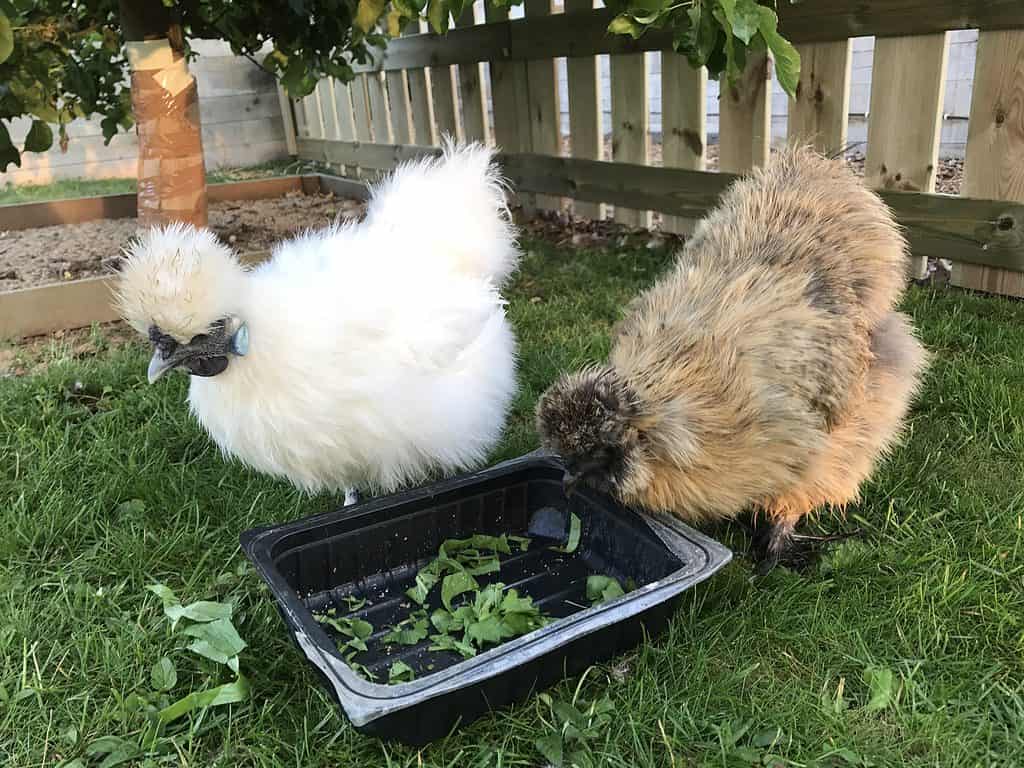 Silkie Chicken Z Animals
