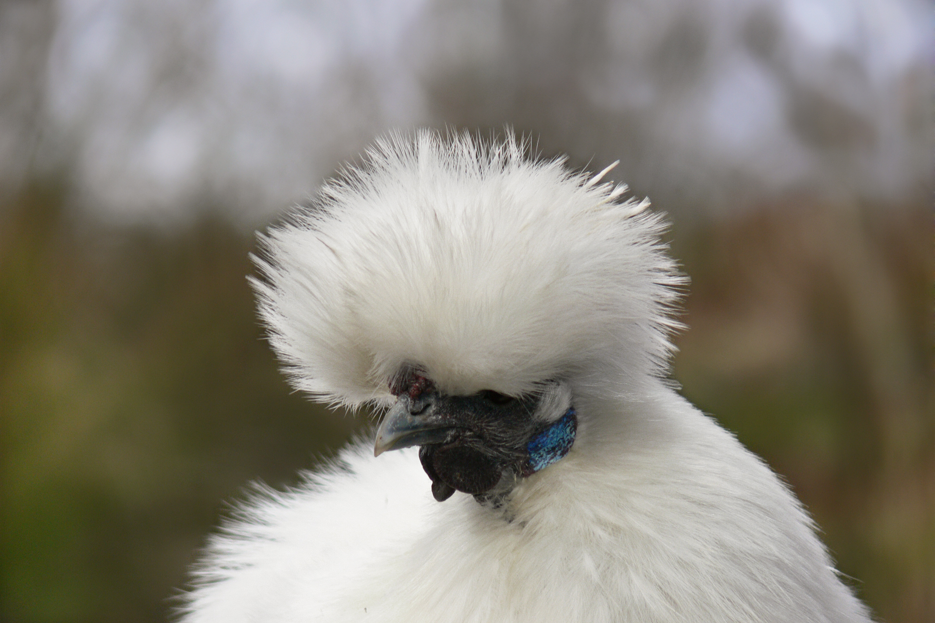 Silkie Chickens And Some Facts About