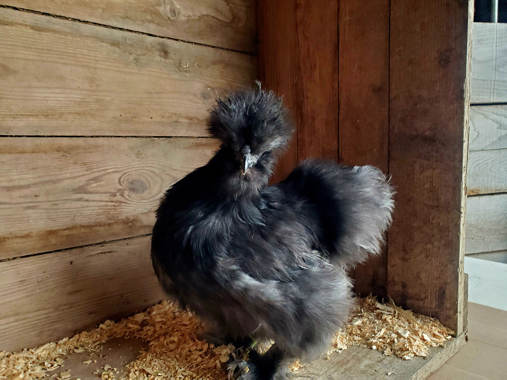 High Quality Silkie CHICKS