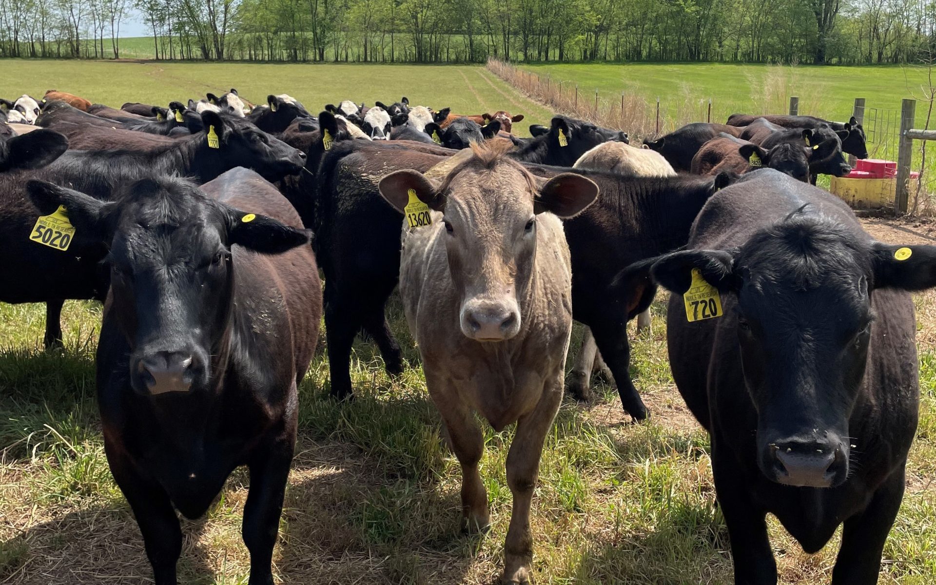 Cattle Economics: Making Money in