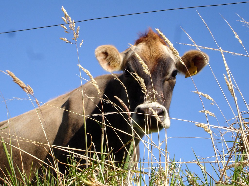 Summer Grazing. Beautiful cow high