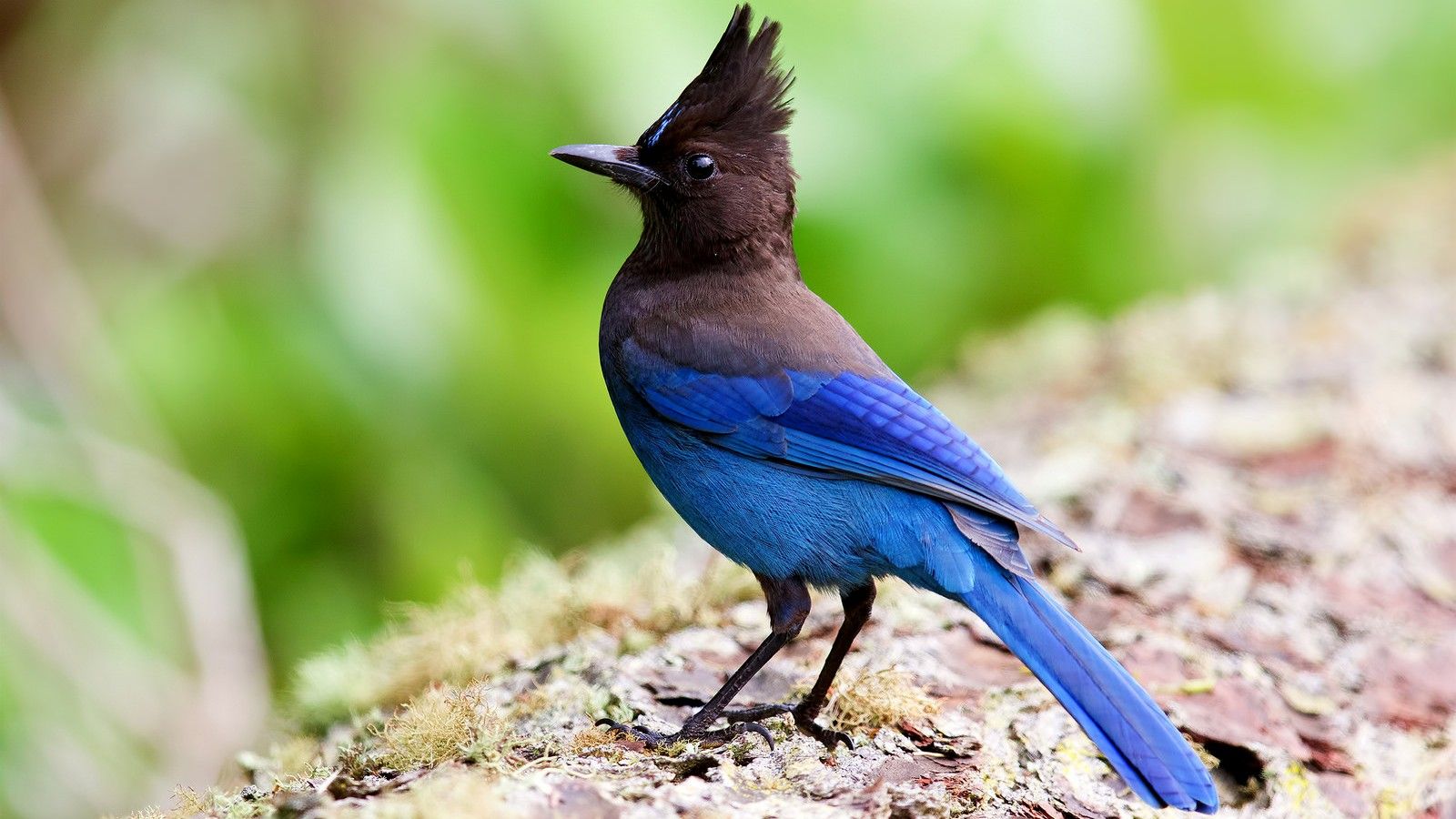 Steller's Jay Bird wallpaper. Bird