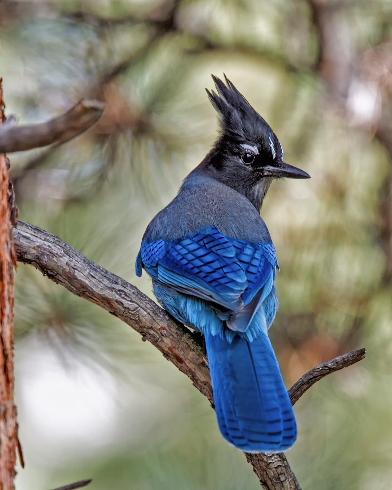 BirdsEye Photography: Review Photo