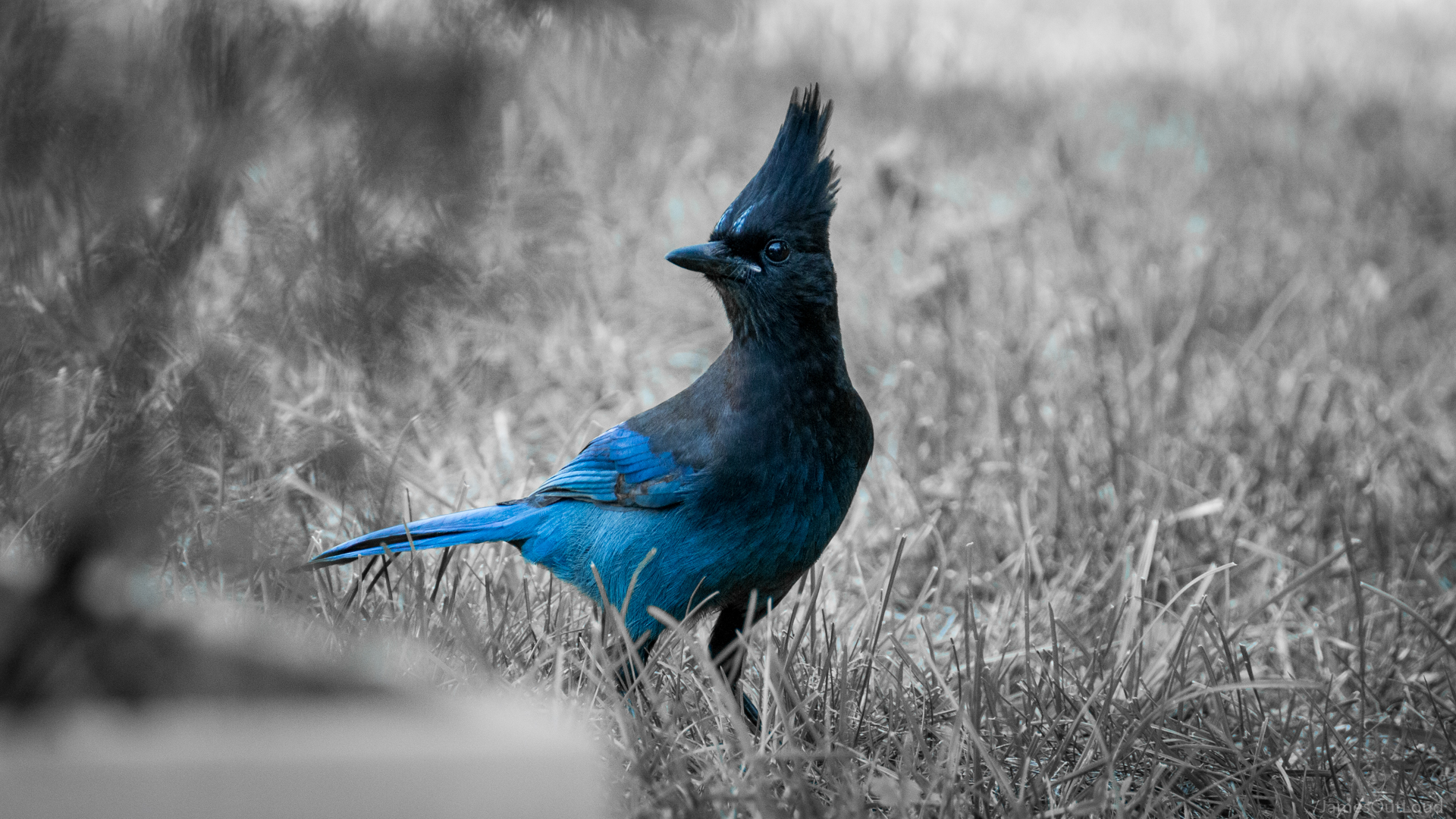 Animal Jay HD Wallpaper
