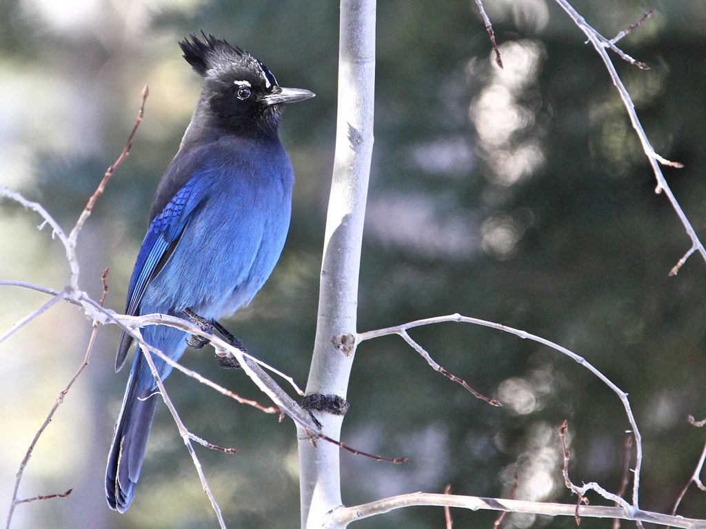 distinctive crested jay