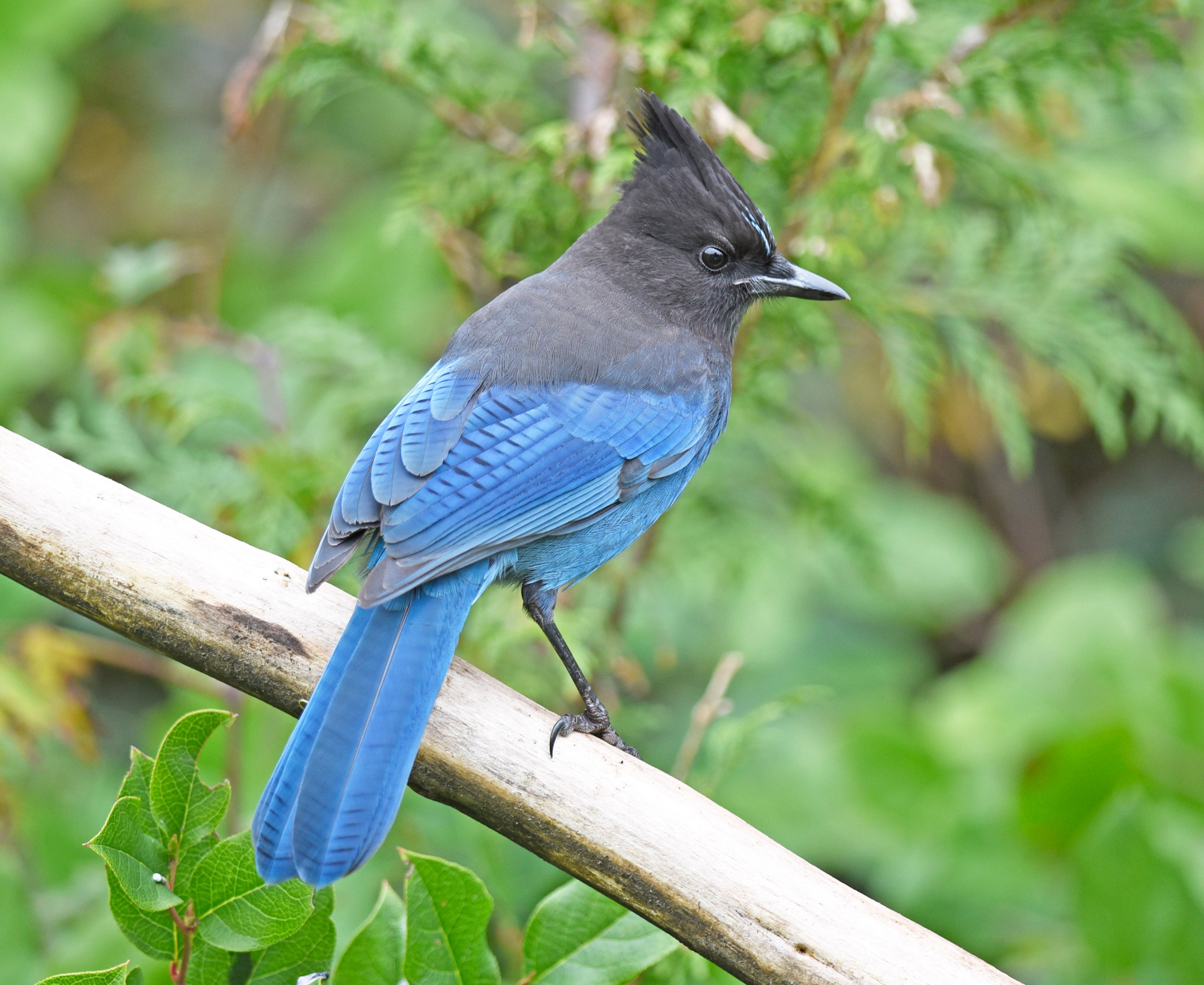 Steller's Jay Wallpapers - Wallpaper Cave