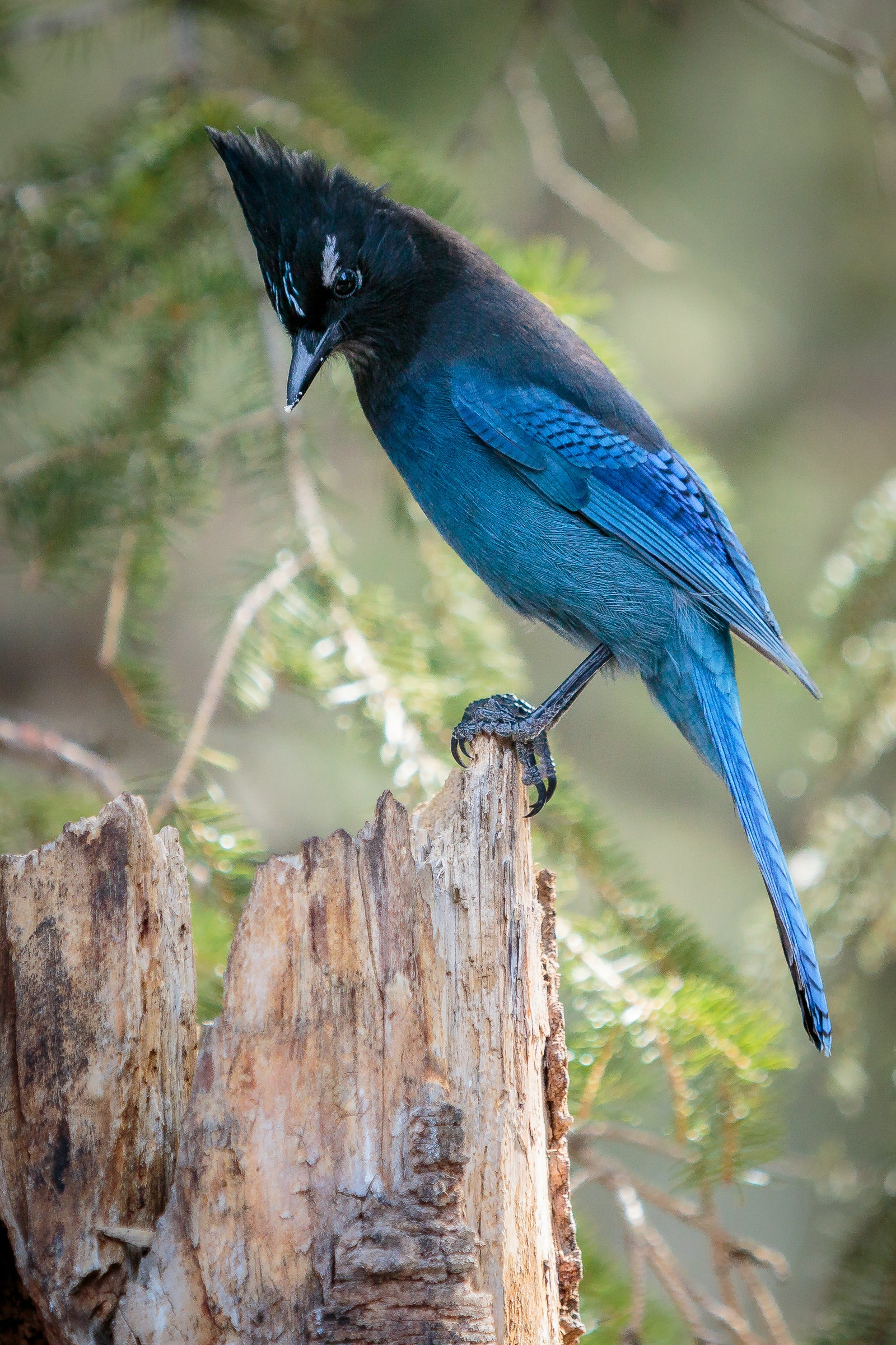 Steller's Jay Wallpapers - Wallpaper Cave