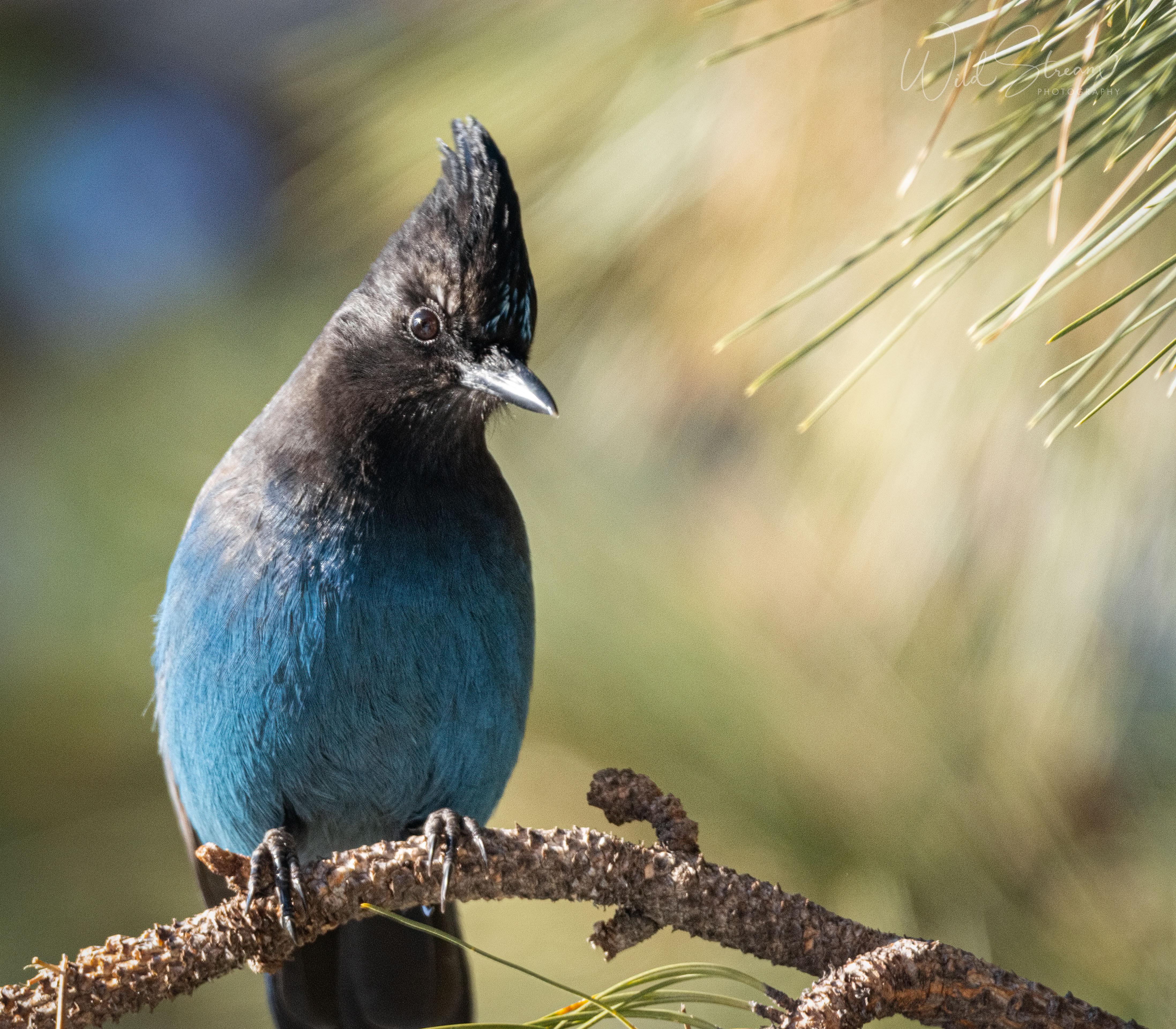 Jay in the mountains of Southwest Idaho