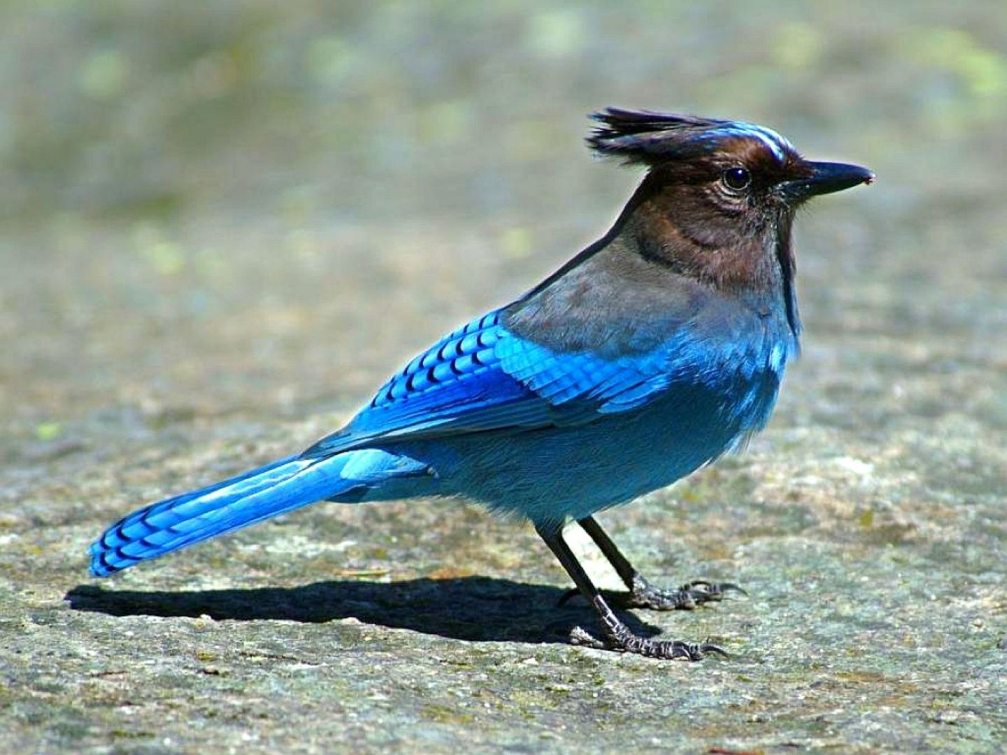 HD de aves. Exotic birds, Pet birds