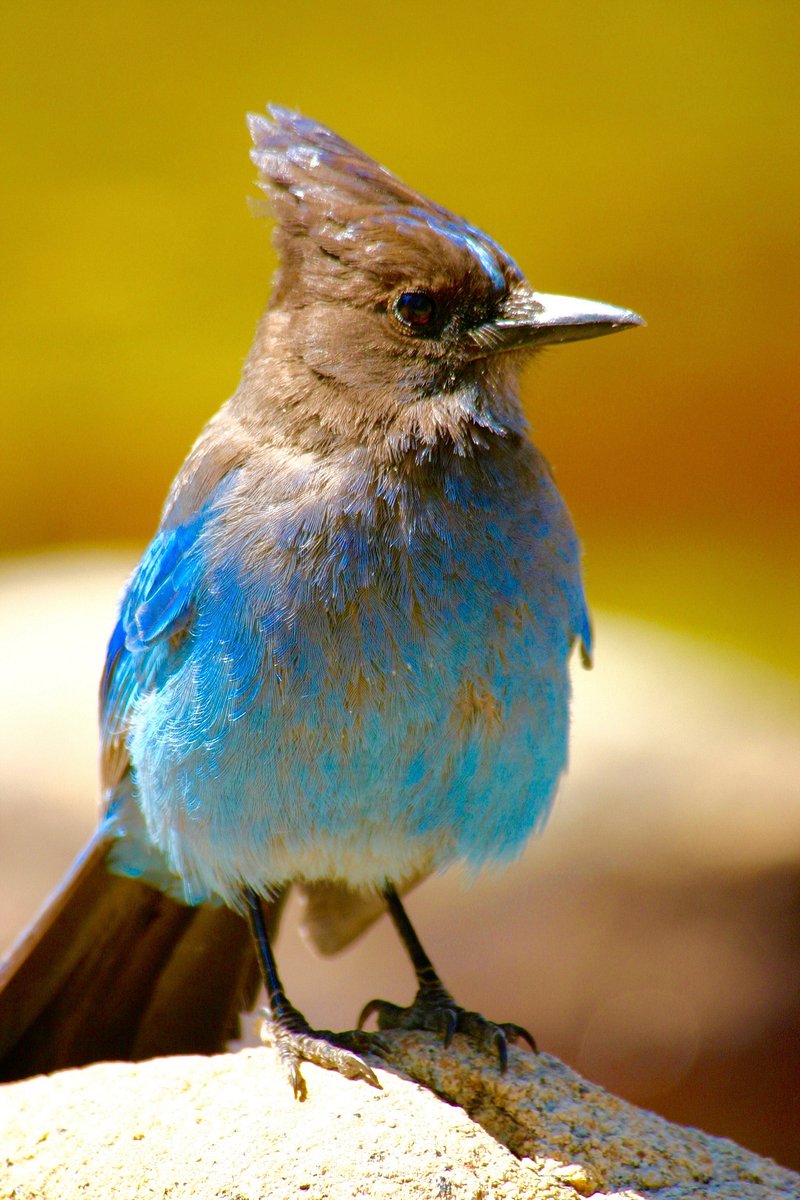 Stellers Jay Photo Image. Free