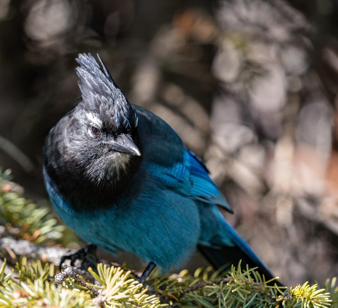 Steller's Jay