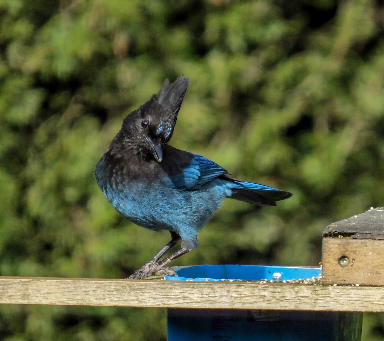 Free Steller Jay & Steller'S Jay Image