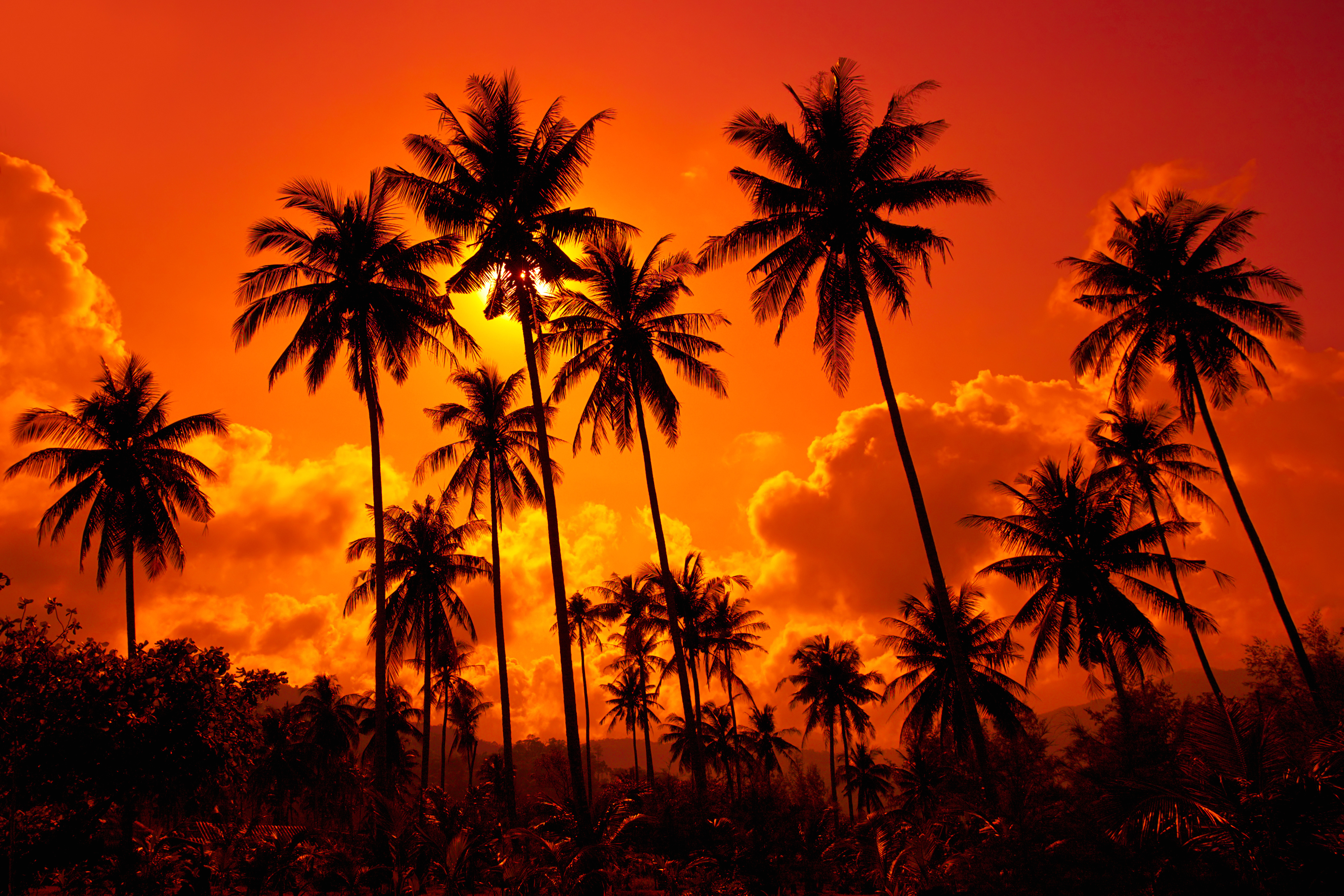 Tropical Sunset Background​