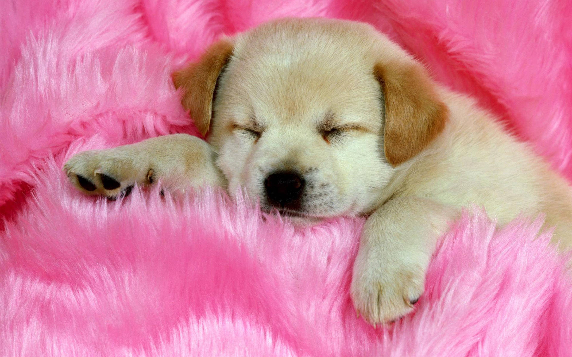 Download Dog In Pink Fabric Wallpaper