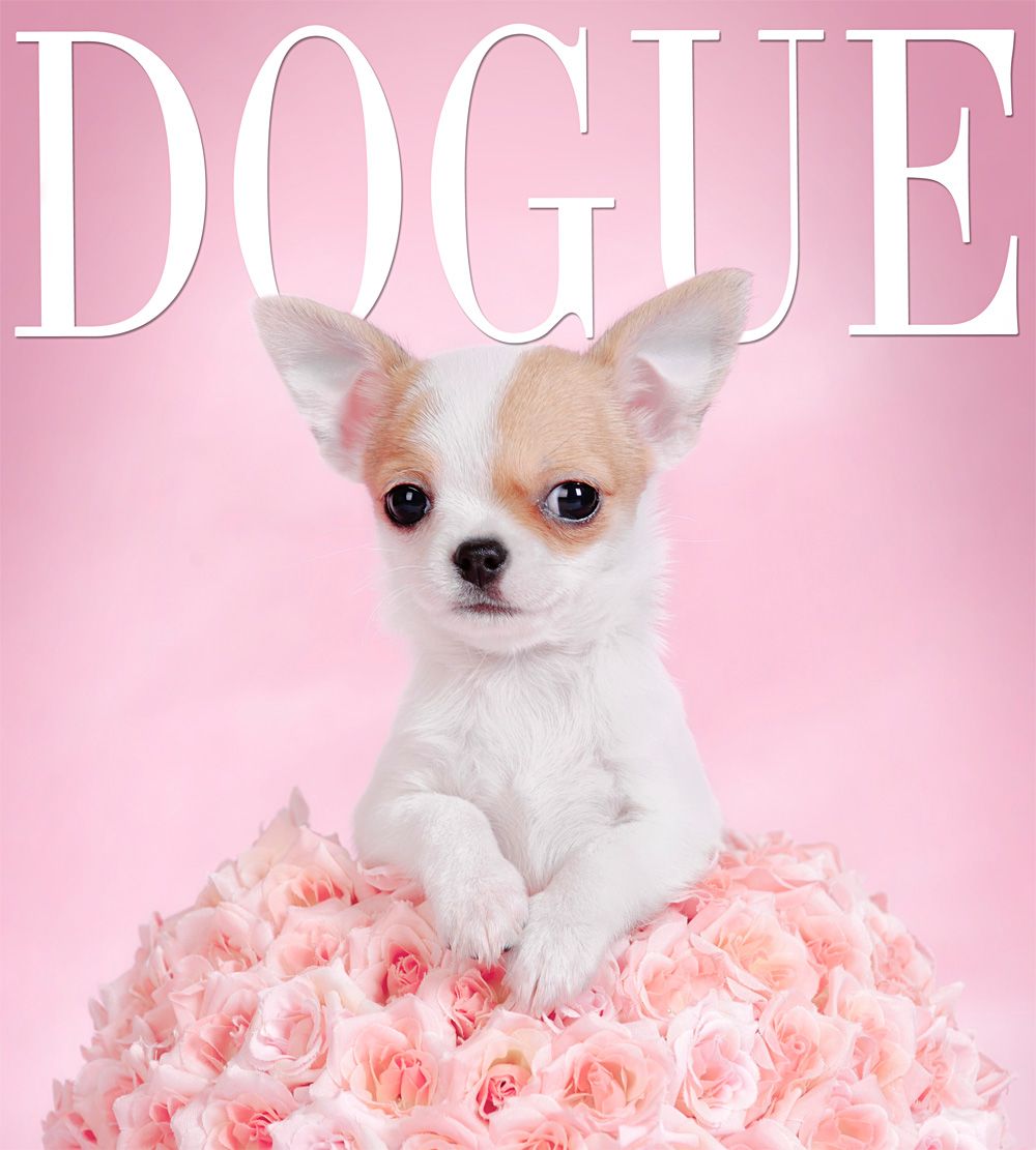 DOGUE Chihuahua' Poster, picture, metal