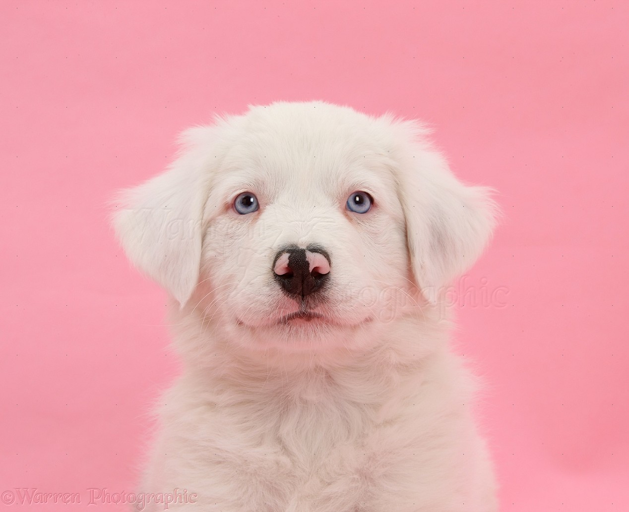 Dog: Mostly white Border Collie pup